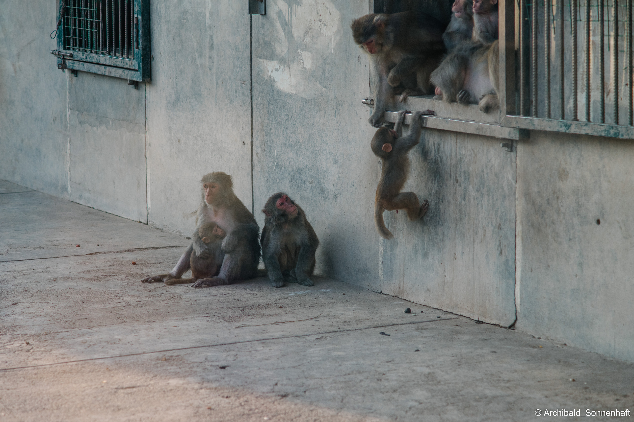 Zoo. Photographer in Guangzhou, China. Archibald Sonnenhaft