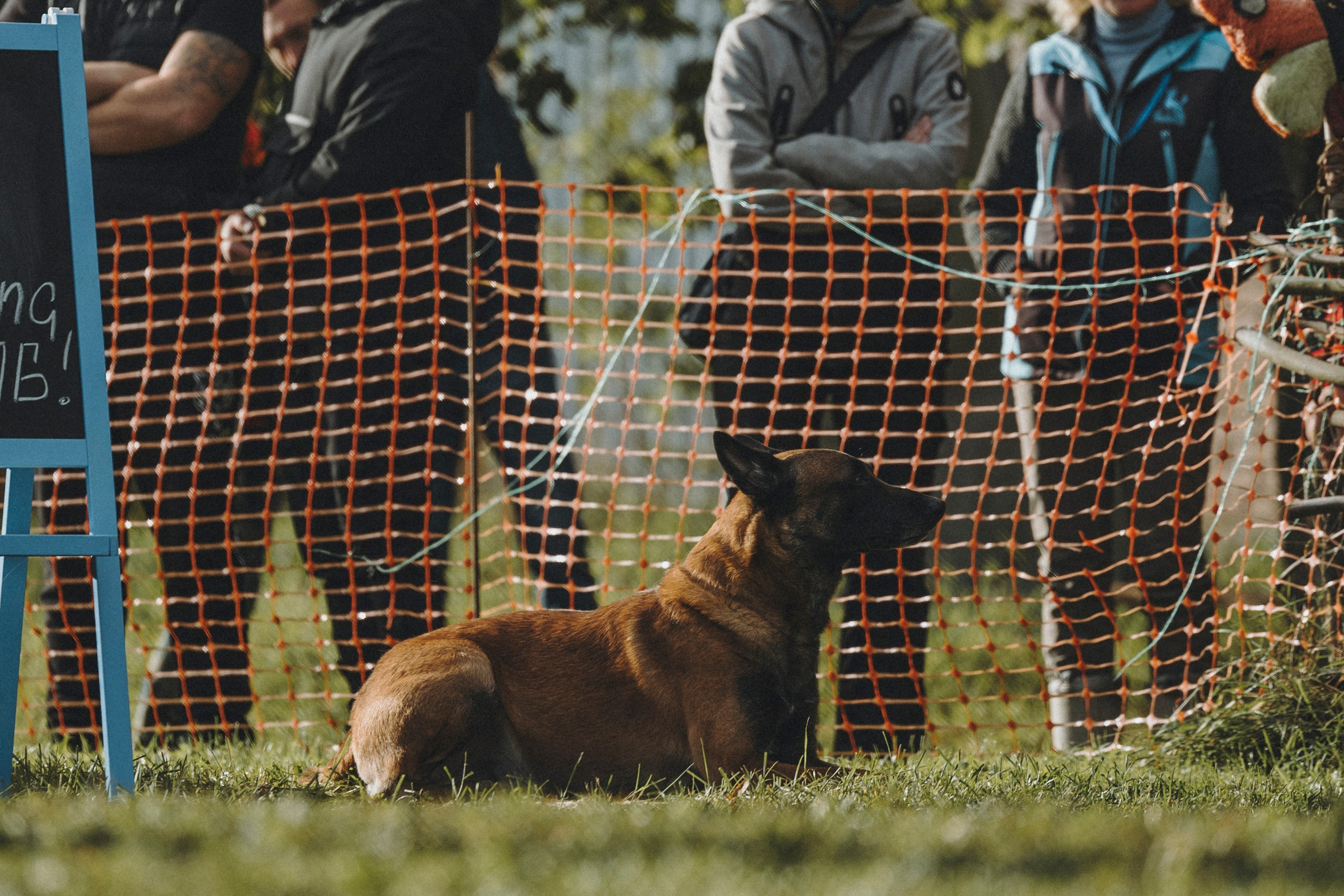 Испытания по мондьорингу г. Пушкин 29.09.2024. Фотограф-анималист Анна Маринич