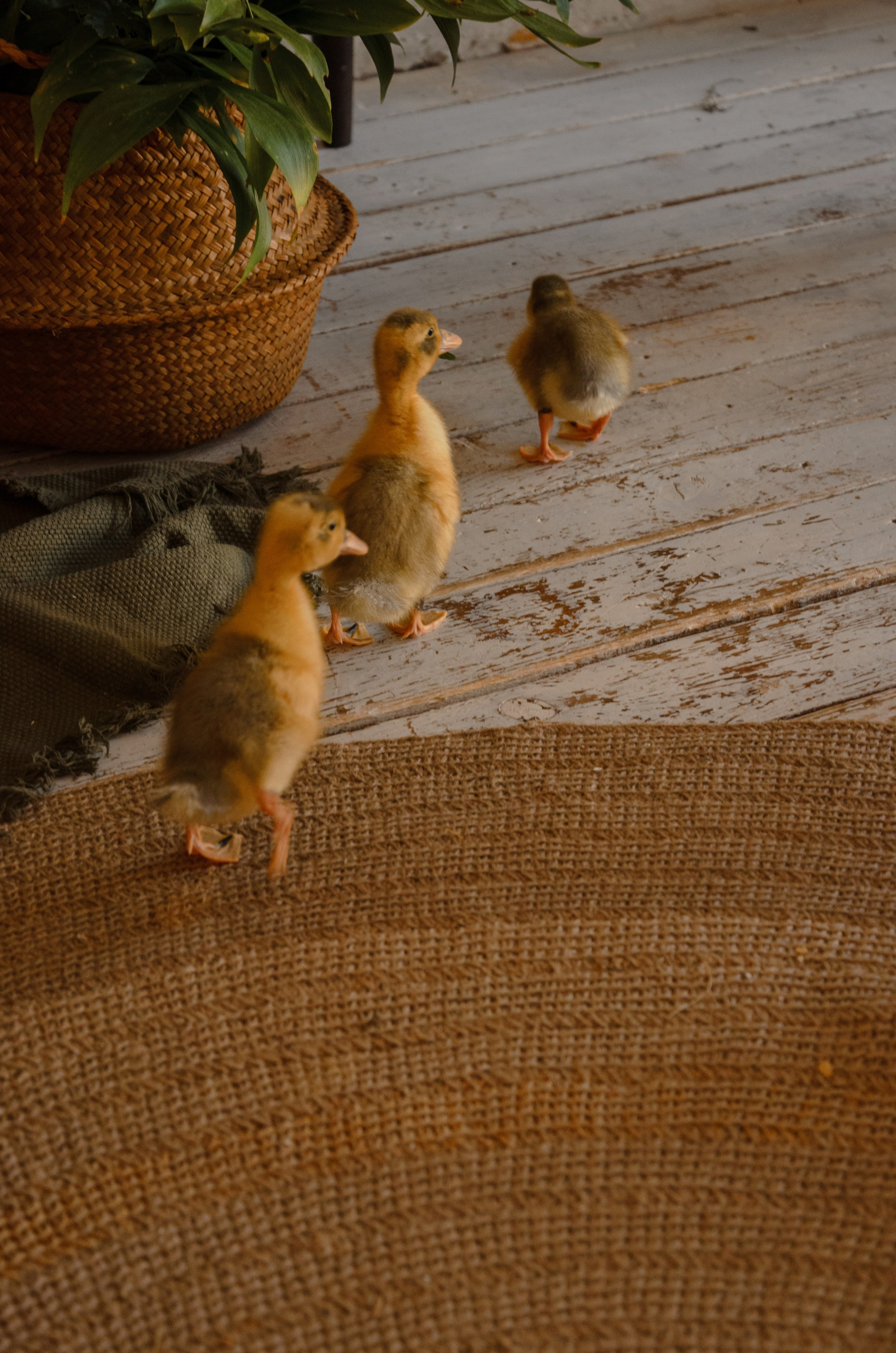 Утиные истории. Фотографы в Тюмени Андрей и Лидия Войвод