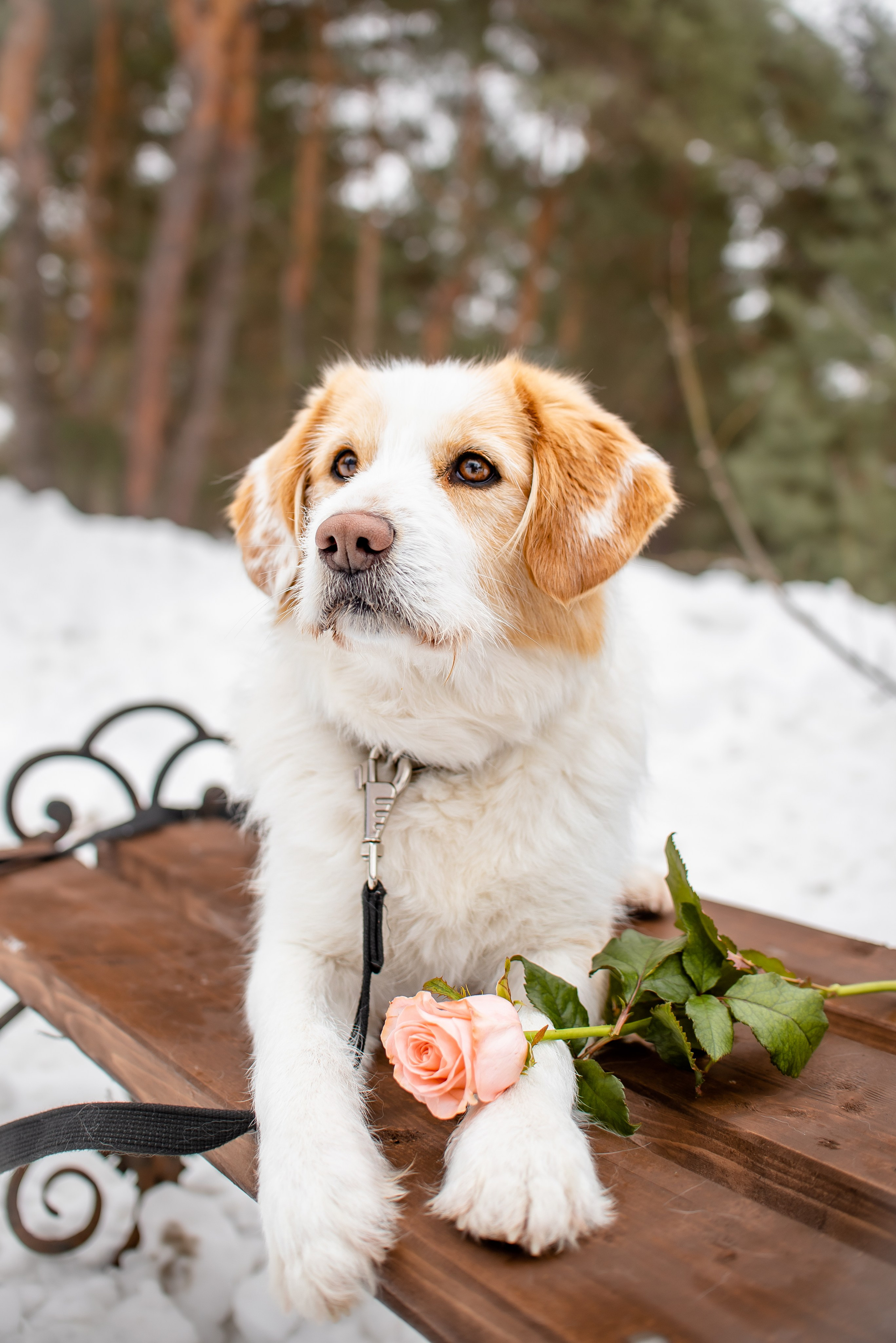 Прогулочная фотосессия с собакой. Фотограф Макс Огурцов в Нижнем Новгороде