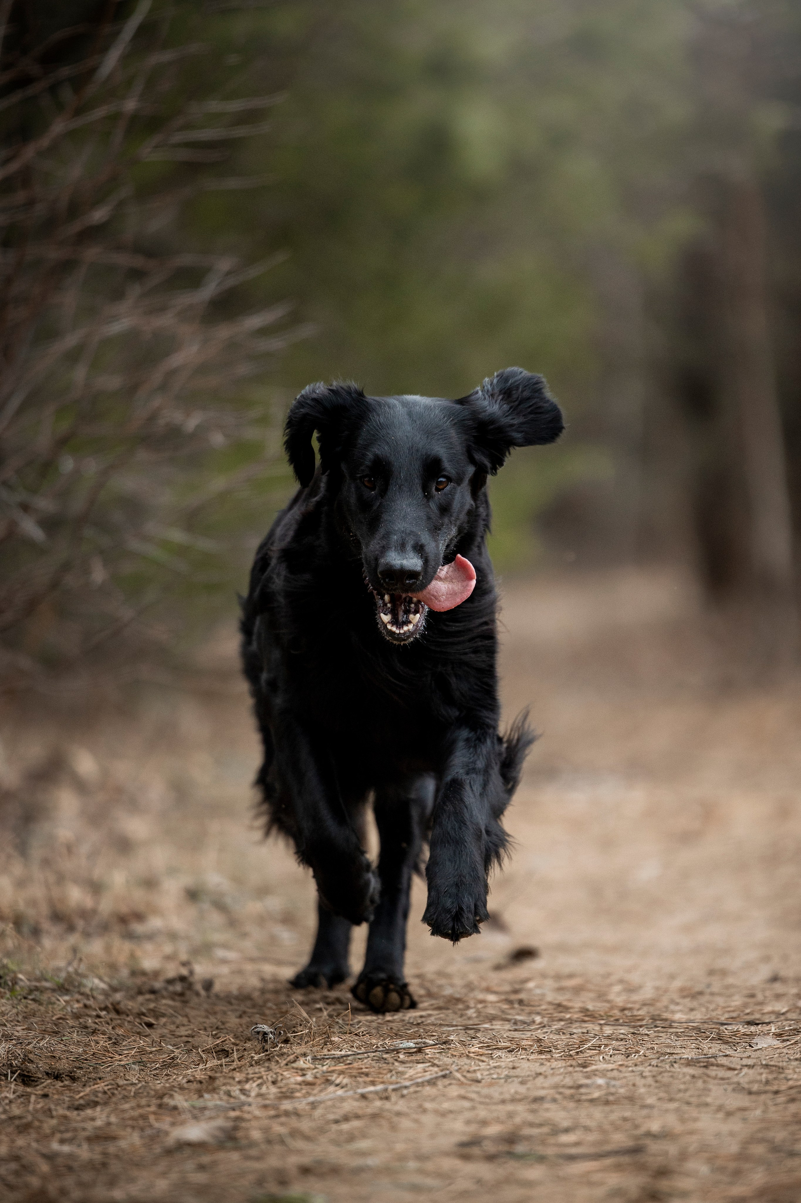 Ора, Ева, Рози и их семья. Фотограф — Анималист | Санкт-Петербург
