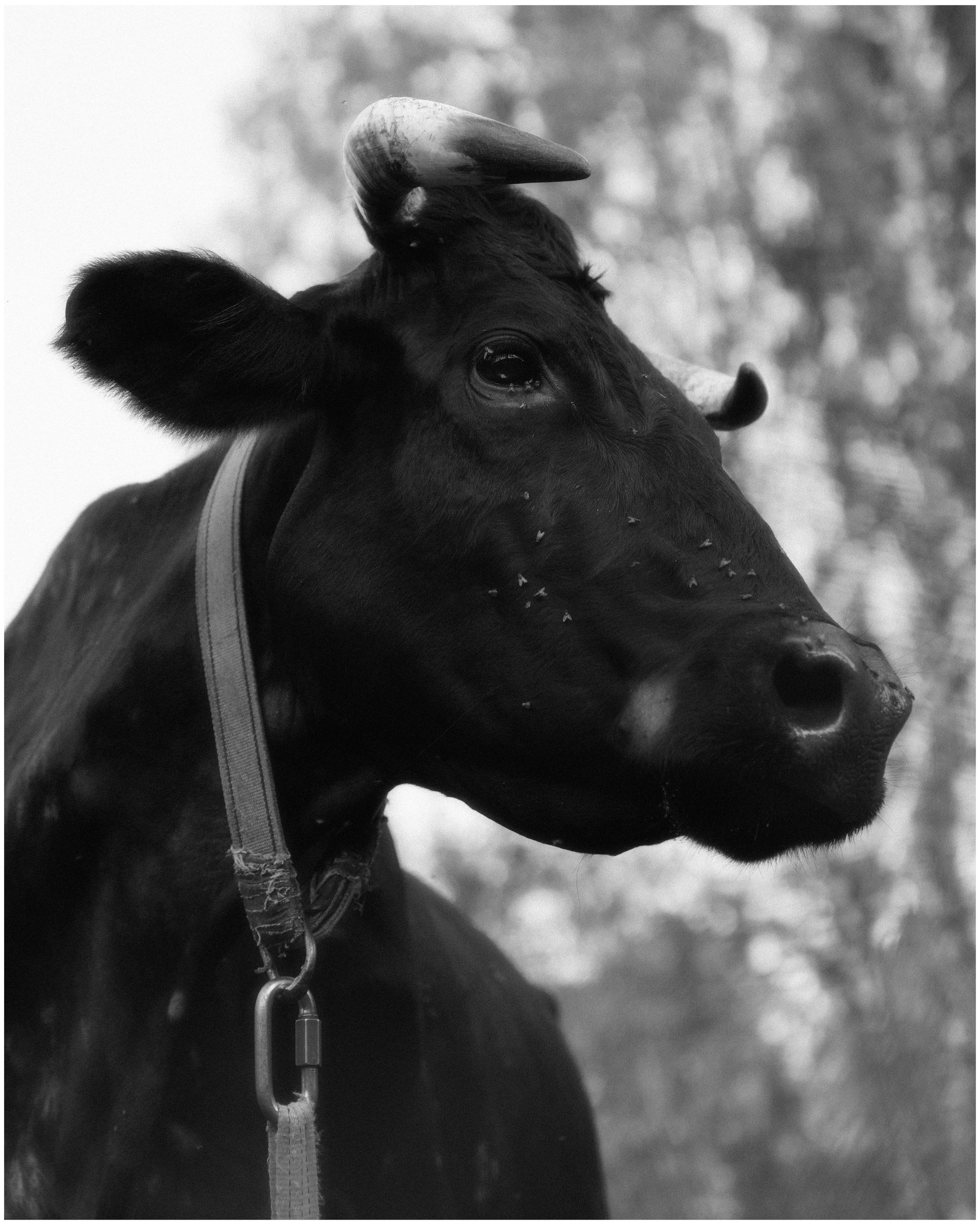 KALUGA. ANNA — PHOTOGRAPHER