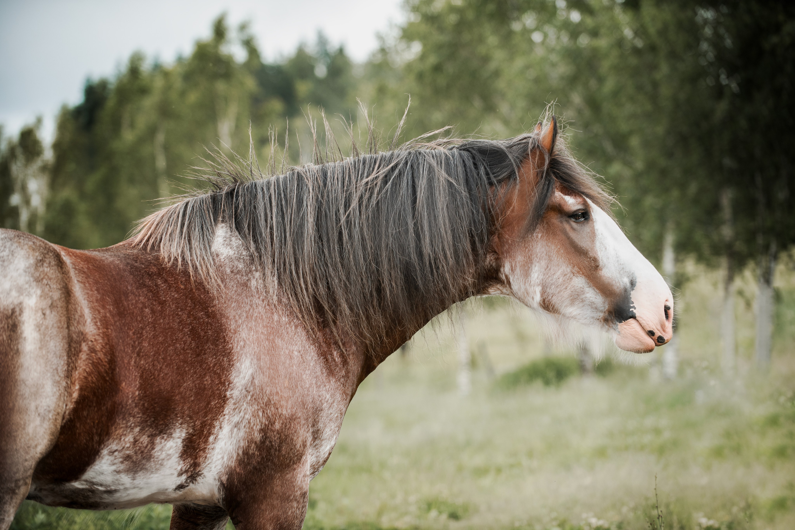 KOMARDINS. Конный фотограф Куракина Дарья • Фотосессии с лошадьми