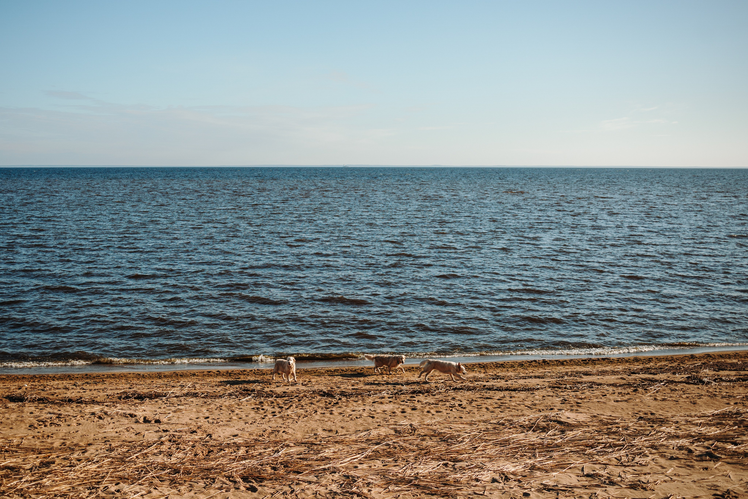Катя и ее девочки. Фотограф — Анималист | Санкт-Петербург