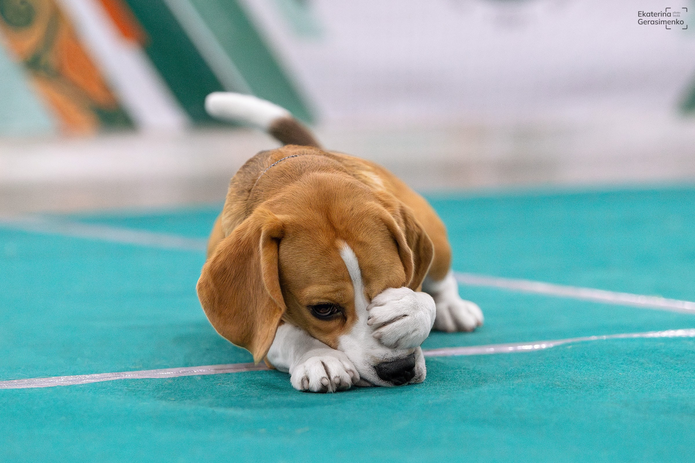 16–17 ноября 2024, Выставка ЕВРАЗИЯ, г. Москва. Htykk_photo