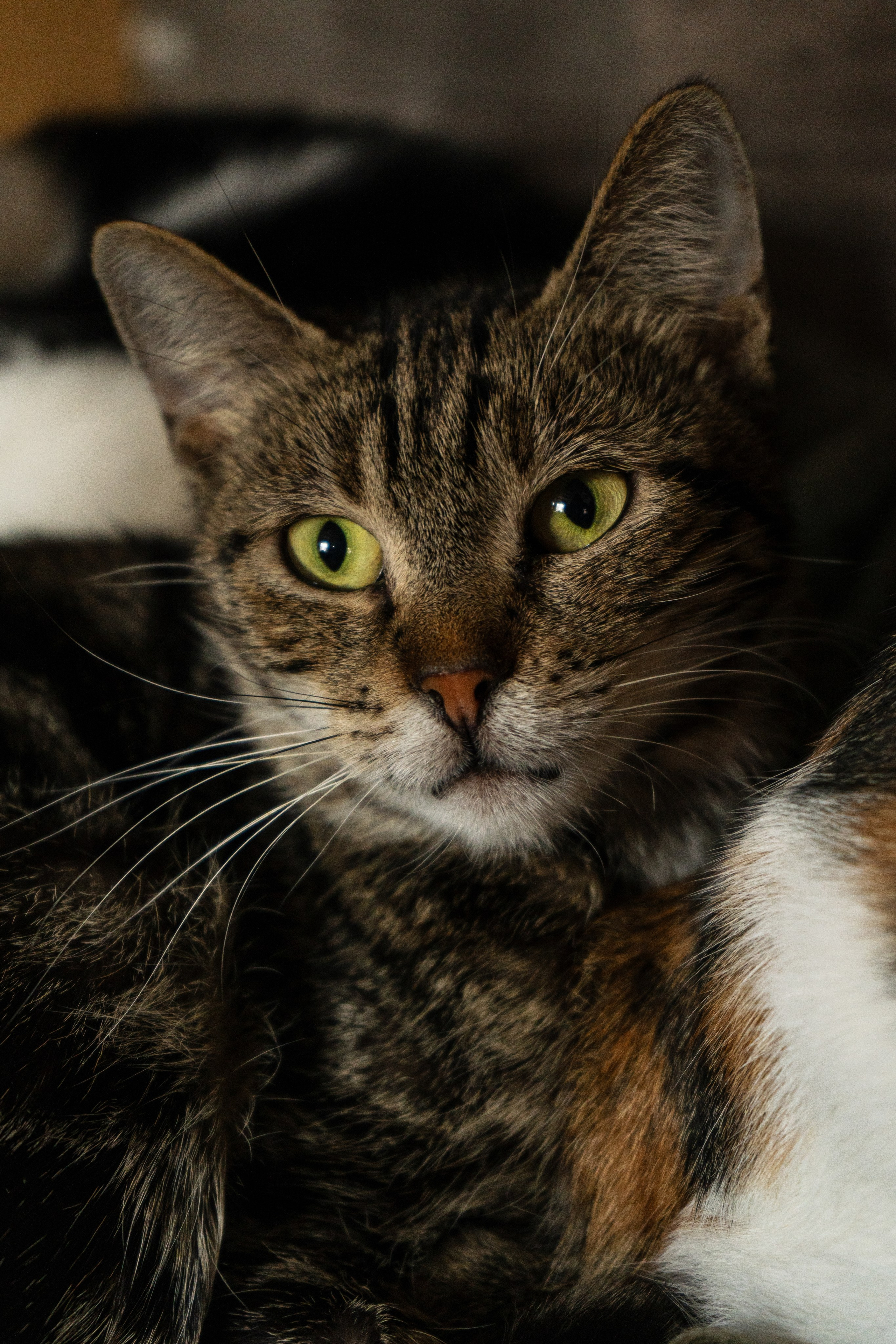 Pets. Makaroshkassirom — photographer in Minsk