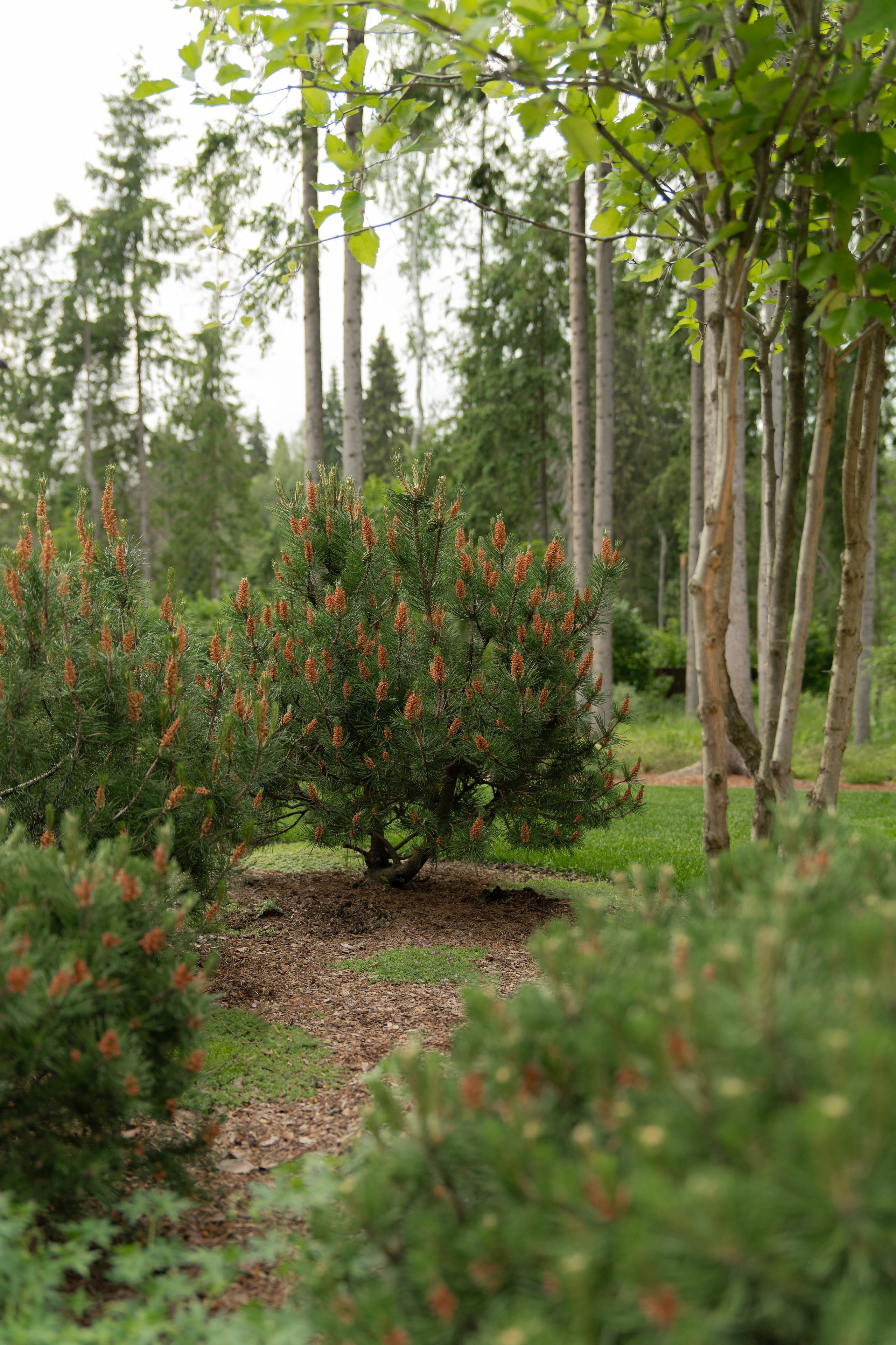 Участок в каральском стиле. Автомобильный фотограф Светлана Усова