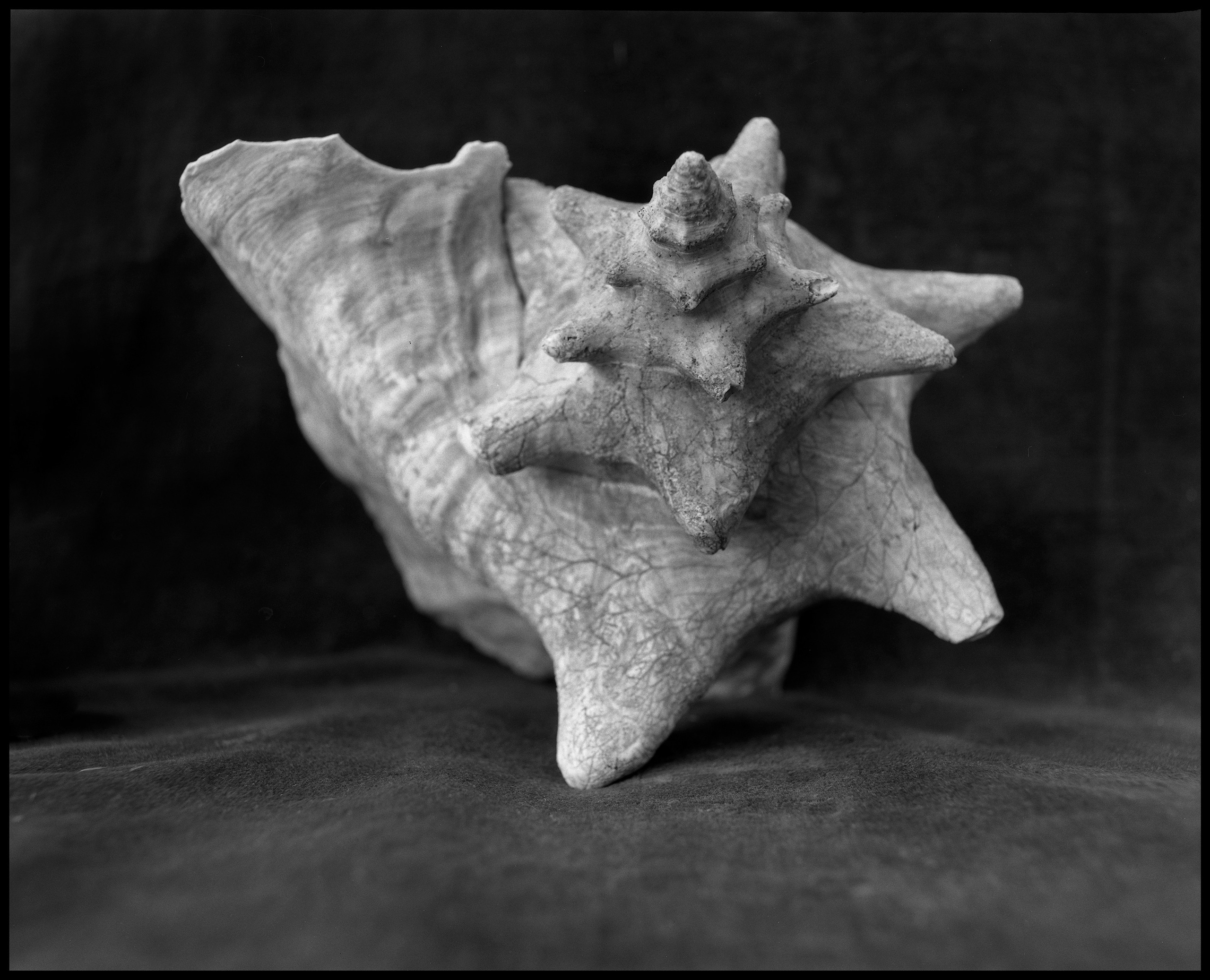 Натюрморт. Кондрюк Сергей фотограф |художник