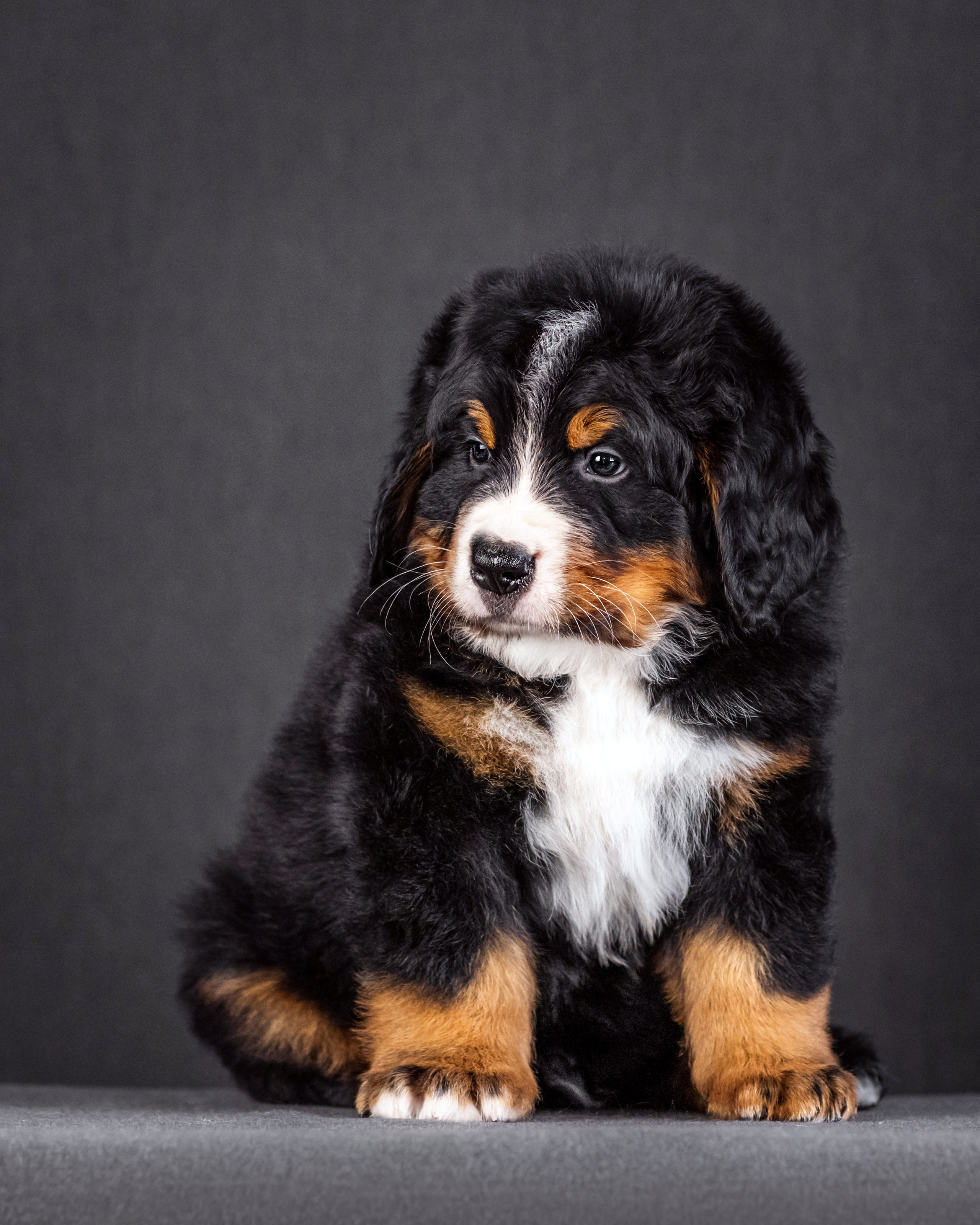 Берны. Фотограф анималист Аня Ливанова | Рыбинск