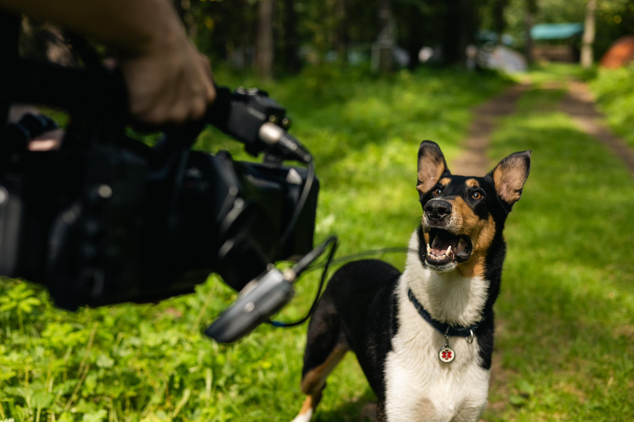 VI ОТКРЫТЫЕ КИНОЛОГИЧЕСКИЕ СОРЕВНОВАНИЯ. ЧЕЛЯБИНСКАЯ ОБЛАСТЬ 2025. Репортажный фотограф Наталья Лапцевич