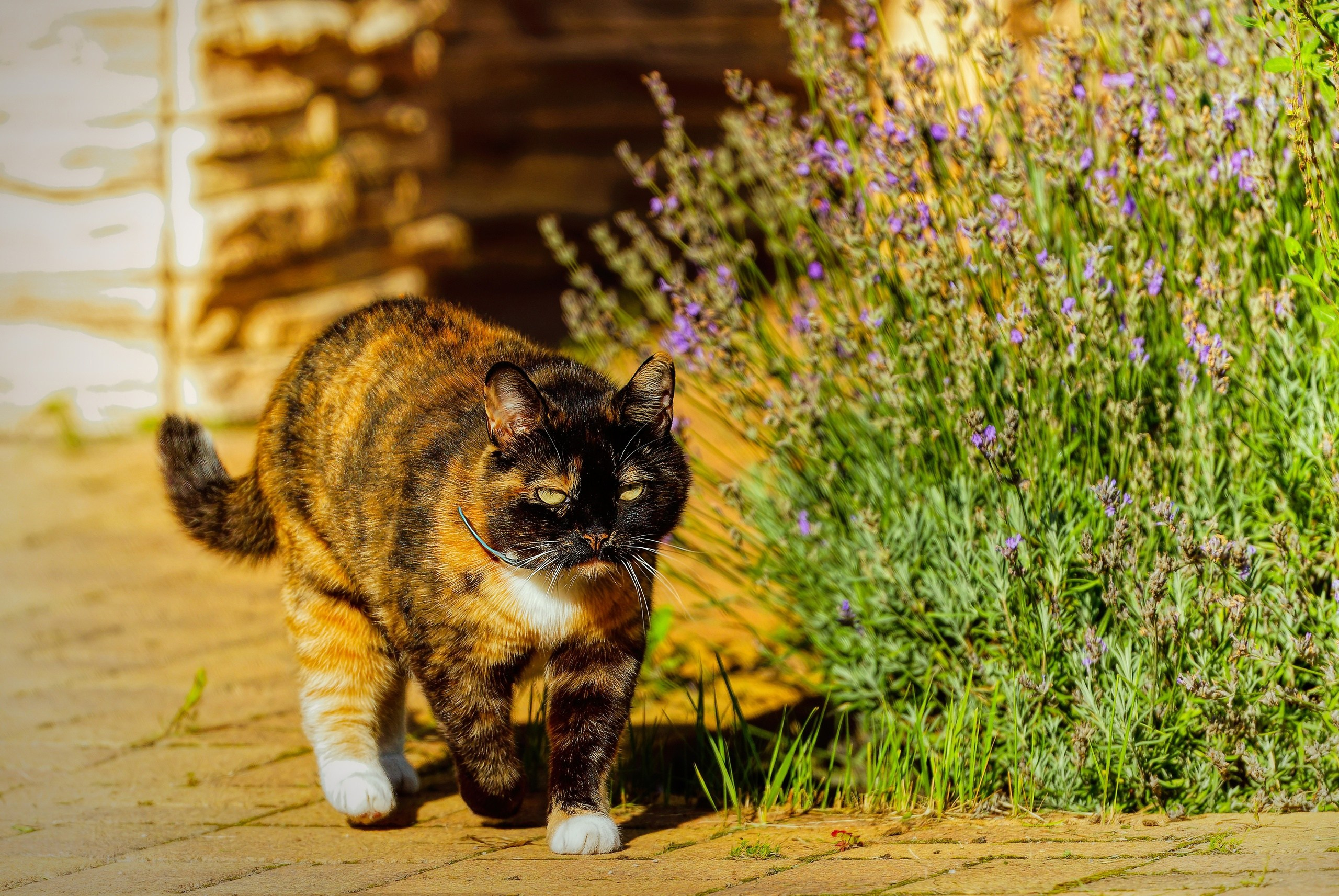 ПРИРОДА. Слепки времени. Фотографии природы и событий. Москва. Сергей Аллагулов