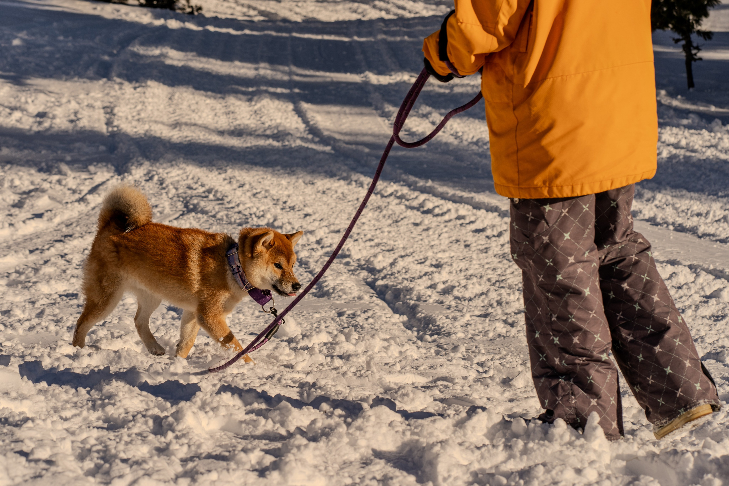 Mountain Patrol. Анастасия Паршукова — фотограф Шерегеш Новосибирск