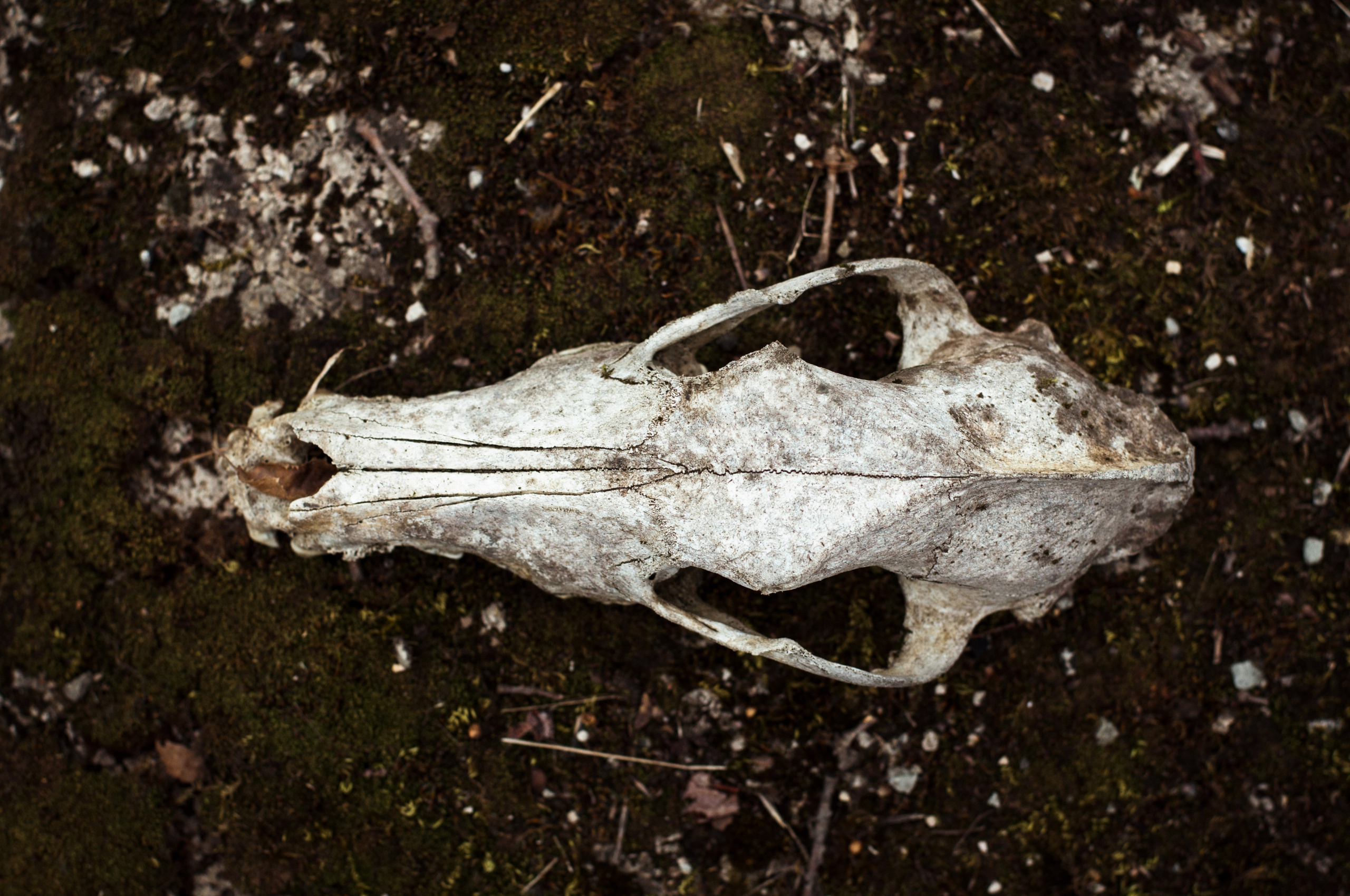 Кастель-2026. Репортажный фотограф в Симферополе Зареев Иван