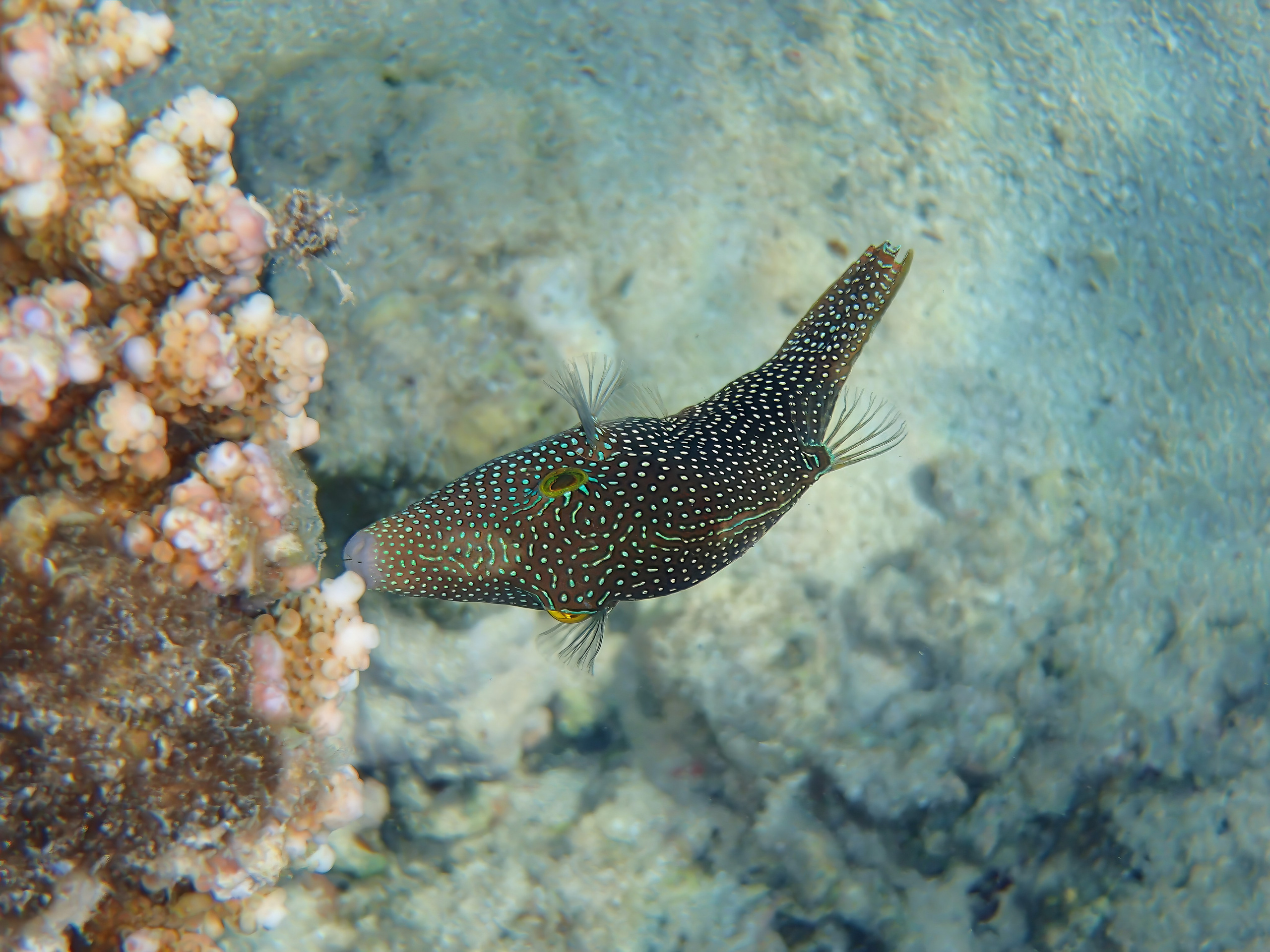 Рыбов показываю