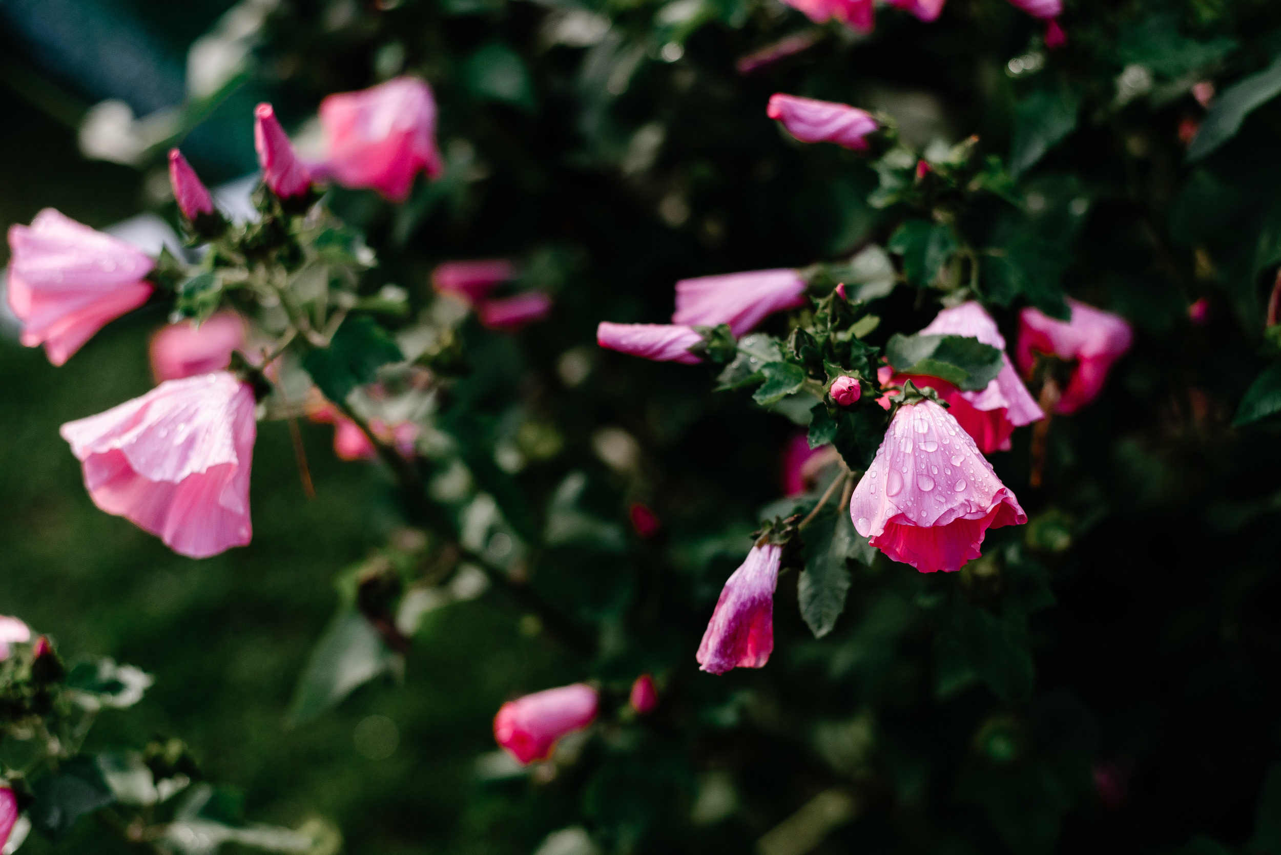 Stanislav&Anna. Свадебный фотограф в Минске и Жлобине Светлана Карпович