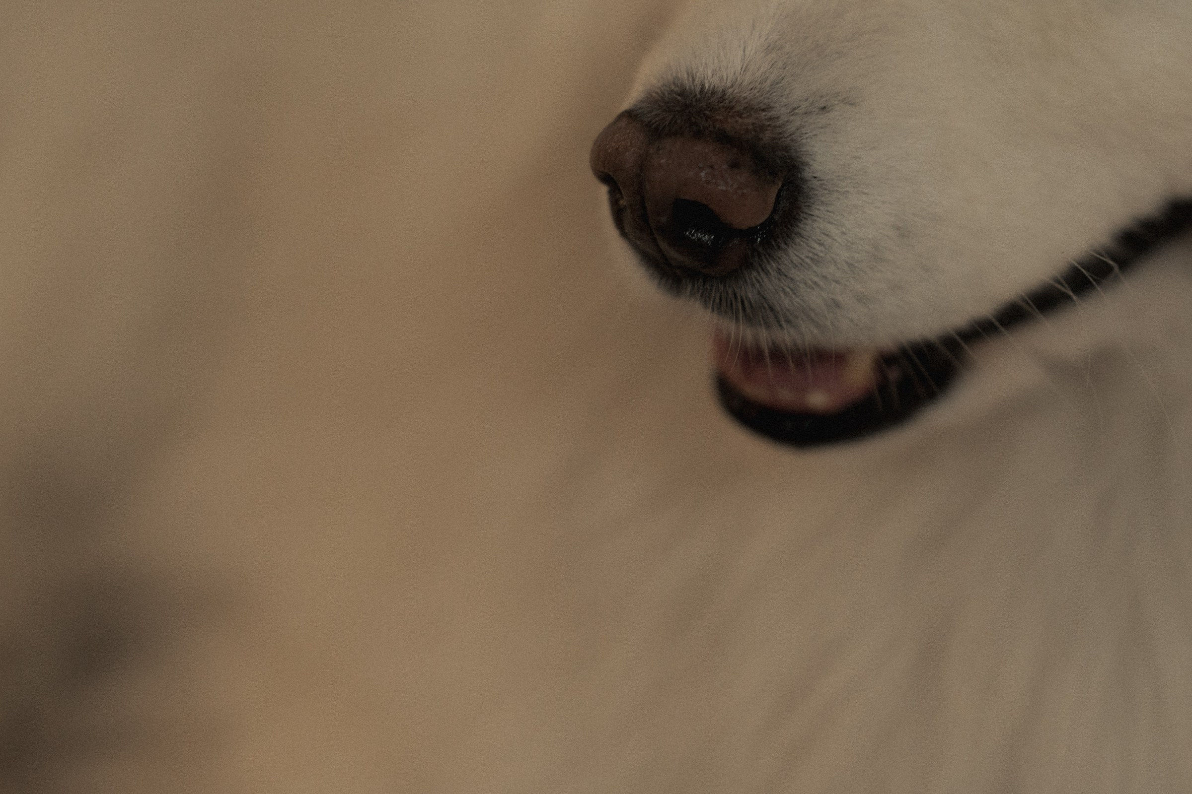 Д ♡ Е — Пушистая верность и клубника на торте. Свадебный и портретный фотограф в Москве, Светлана Янковая