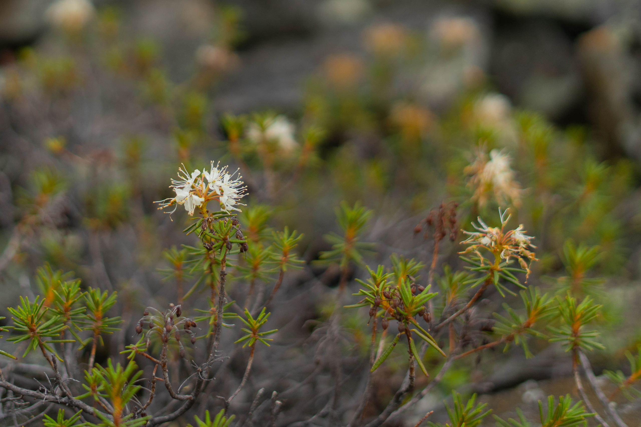 Лето в тундре. Фотограф Екатерина Зорина