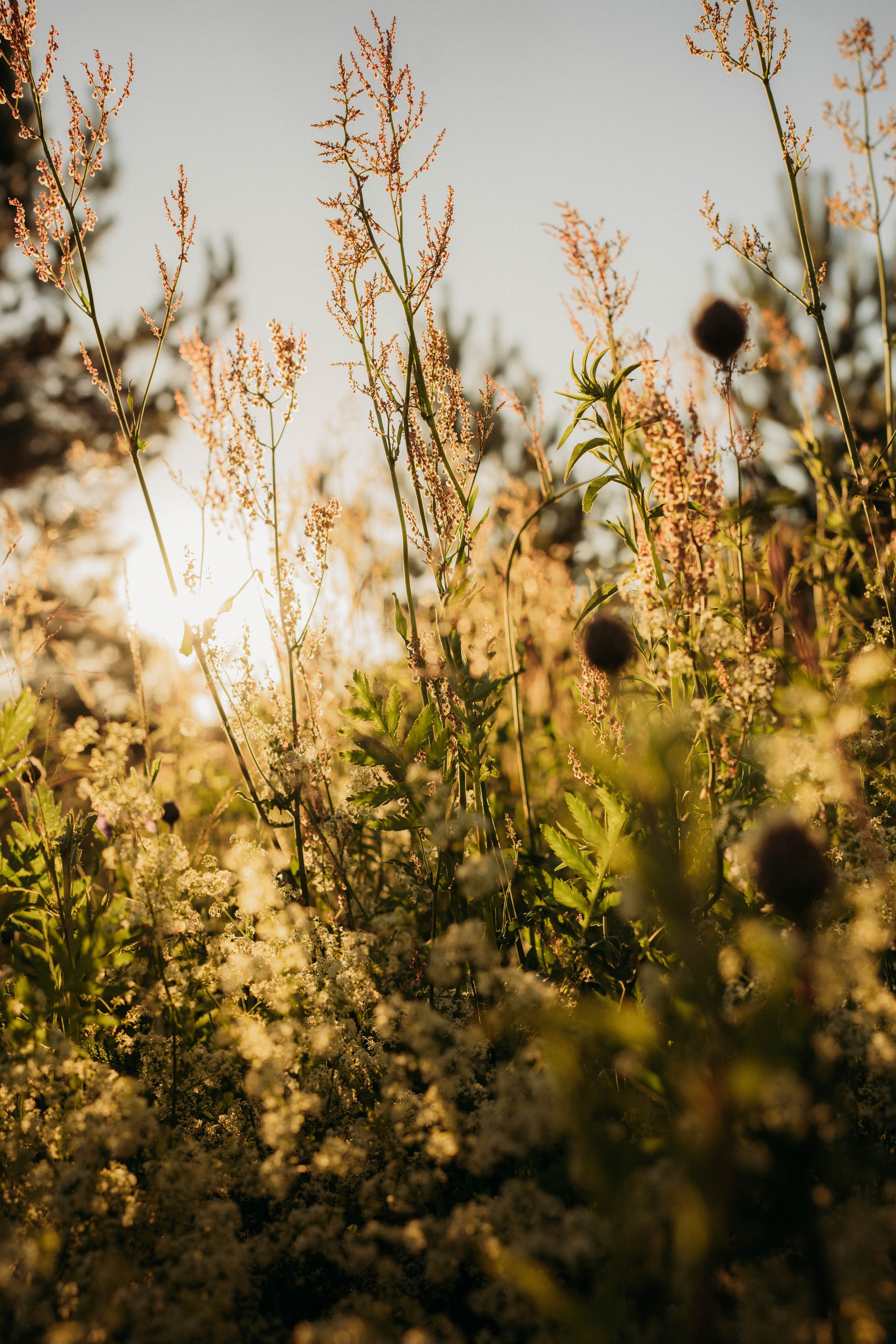 Каникулы у прабабушки. Портретный фотограф в Москве — Захарова Полина