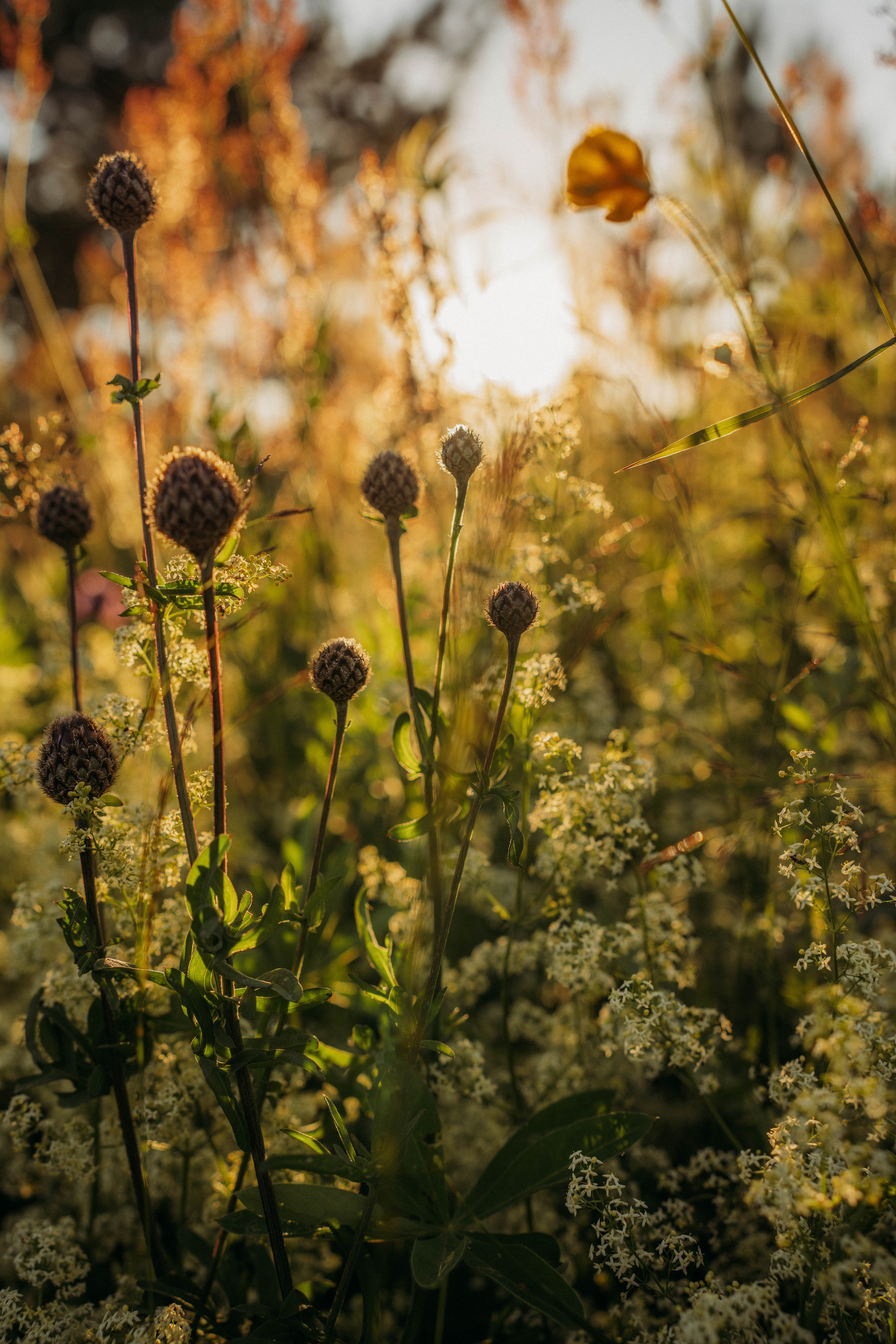 Каникулы у прабабушки. Портретный фотограф в Москве — Захарова Полина