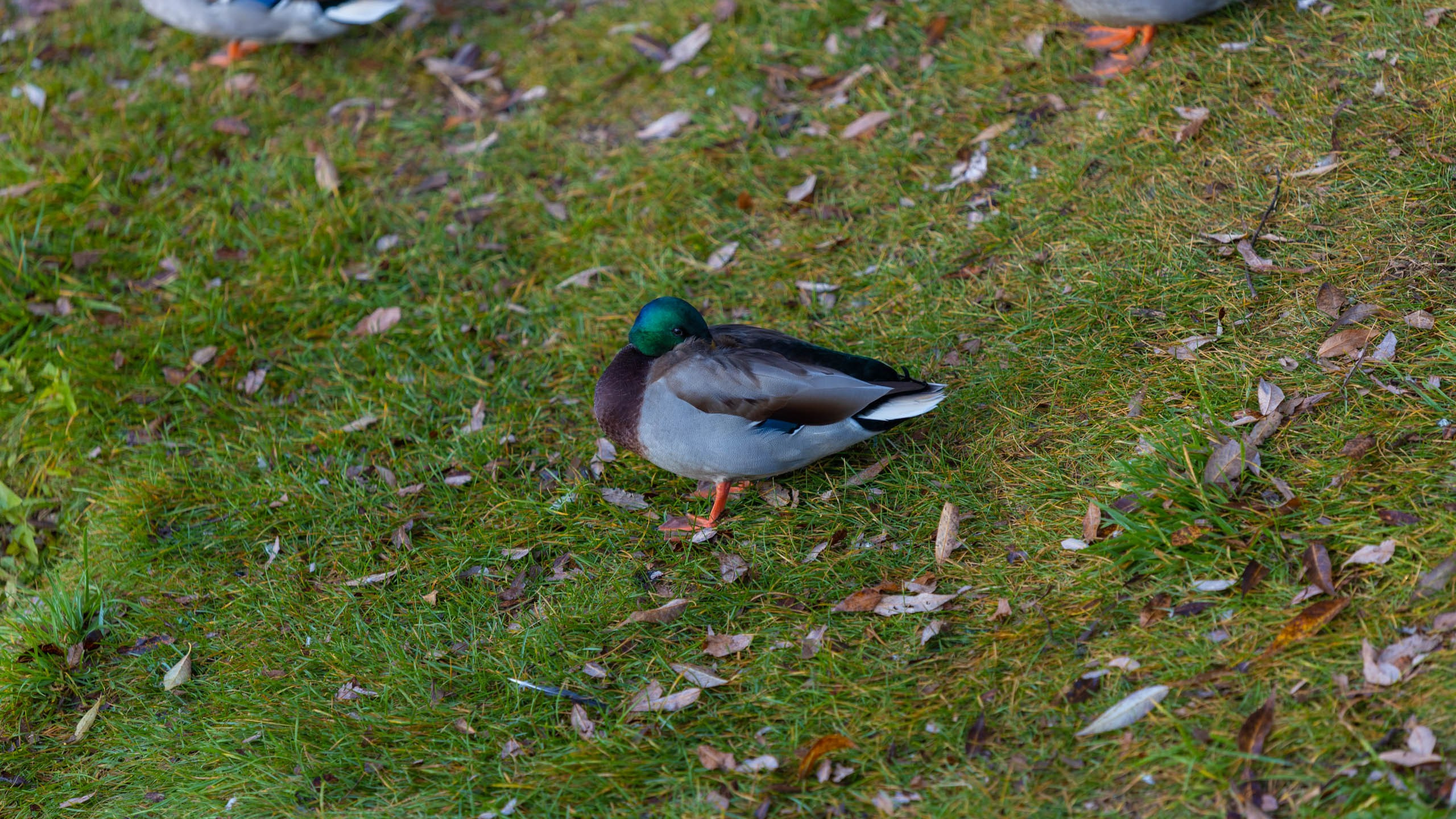 2023 09 Царицыно. Фотографии