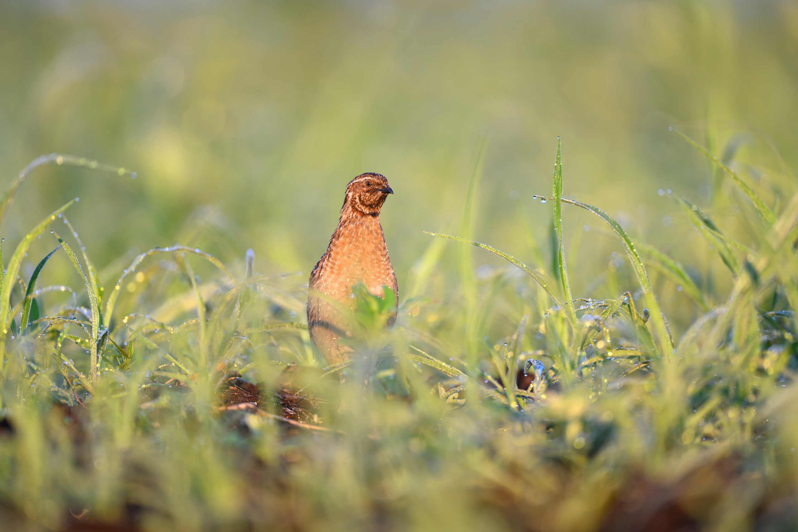 Перепела XII, роса. Фотограф Сергей Пупонин