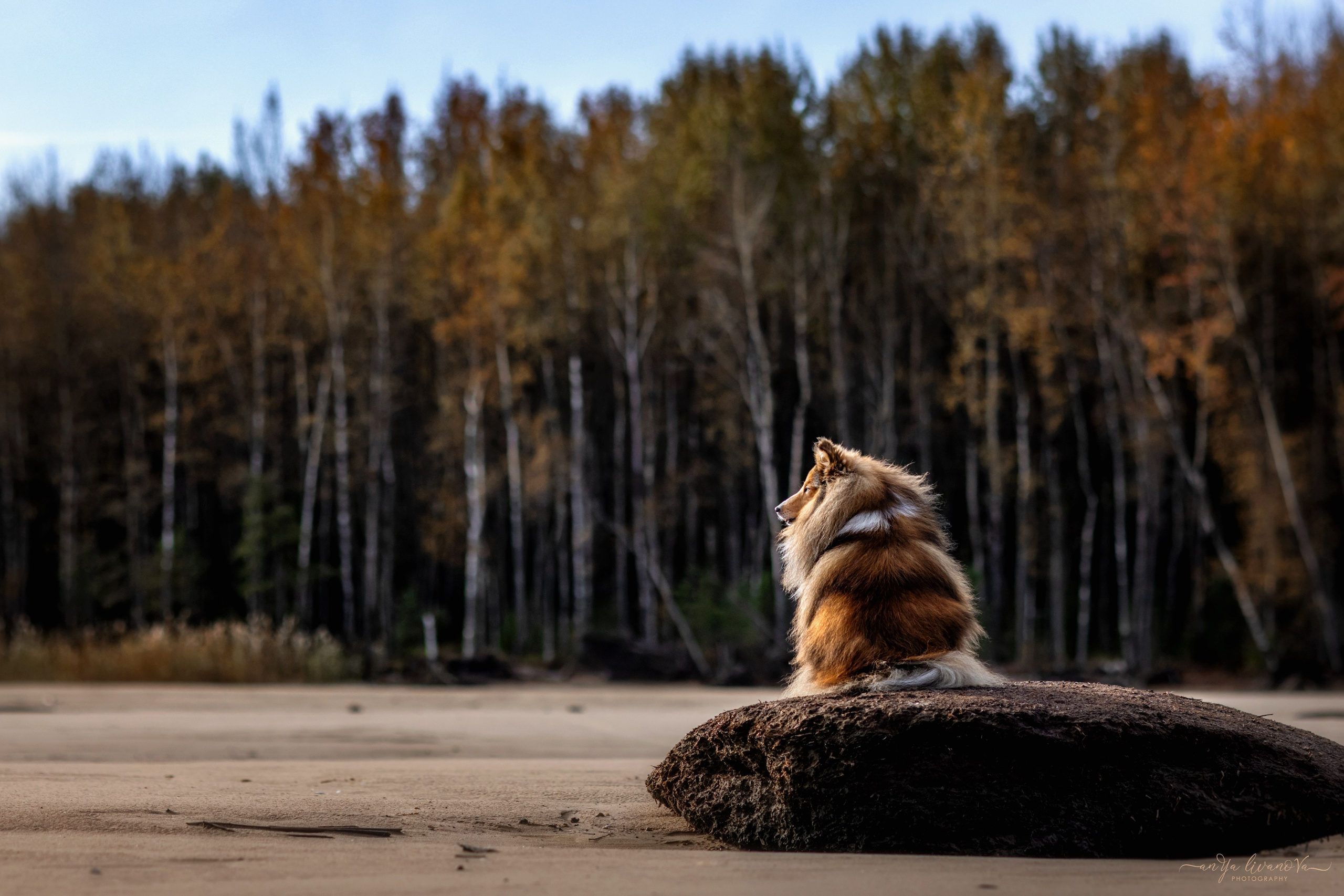 Рома. Фотограф анималист Аня Ливанова | Рыбинск