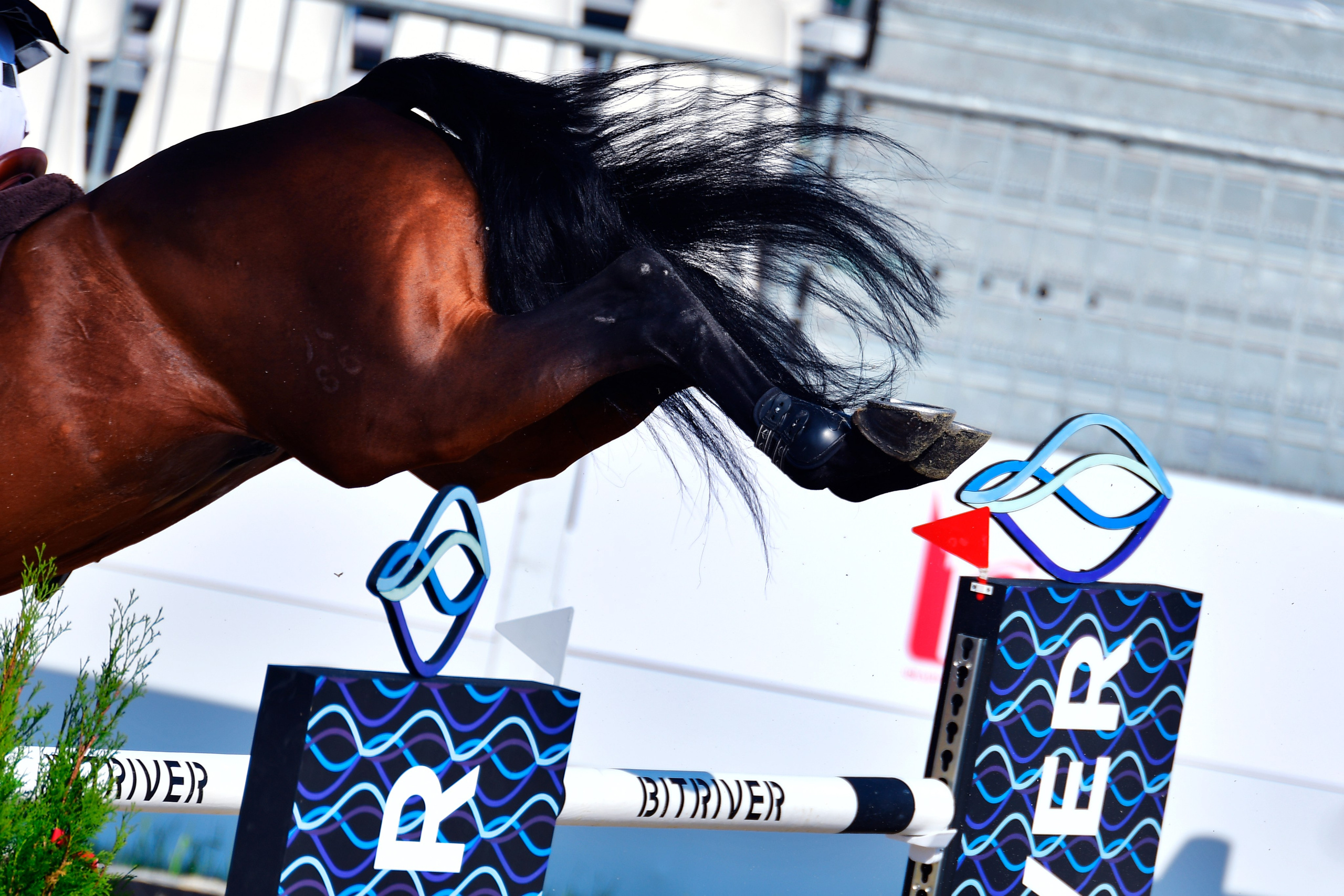 Репортаж Bitriver. Конный фотограф Alesya Safe