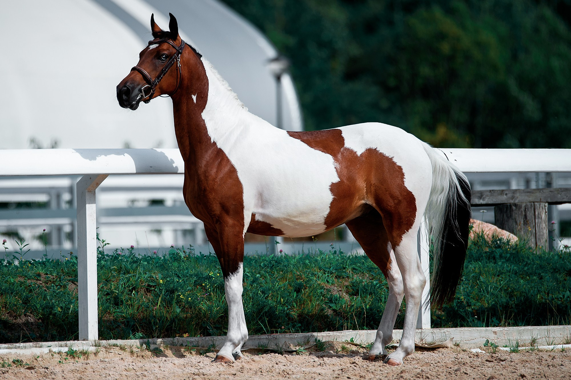 На свободе. Конный фотограф Alesya Safe