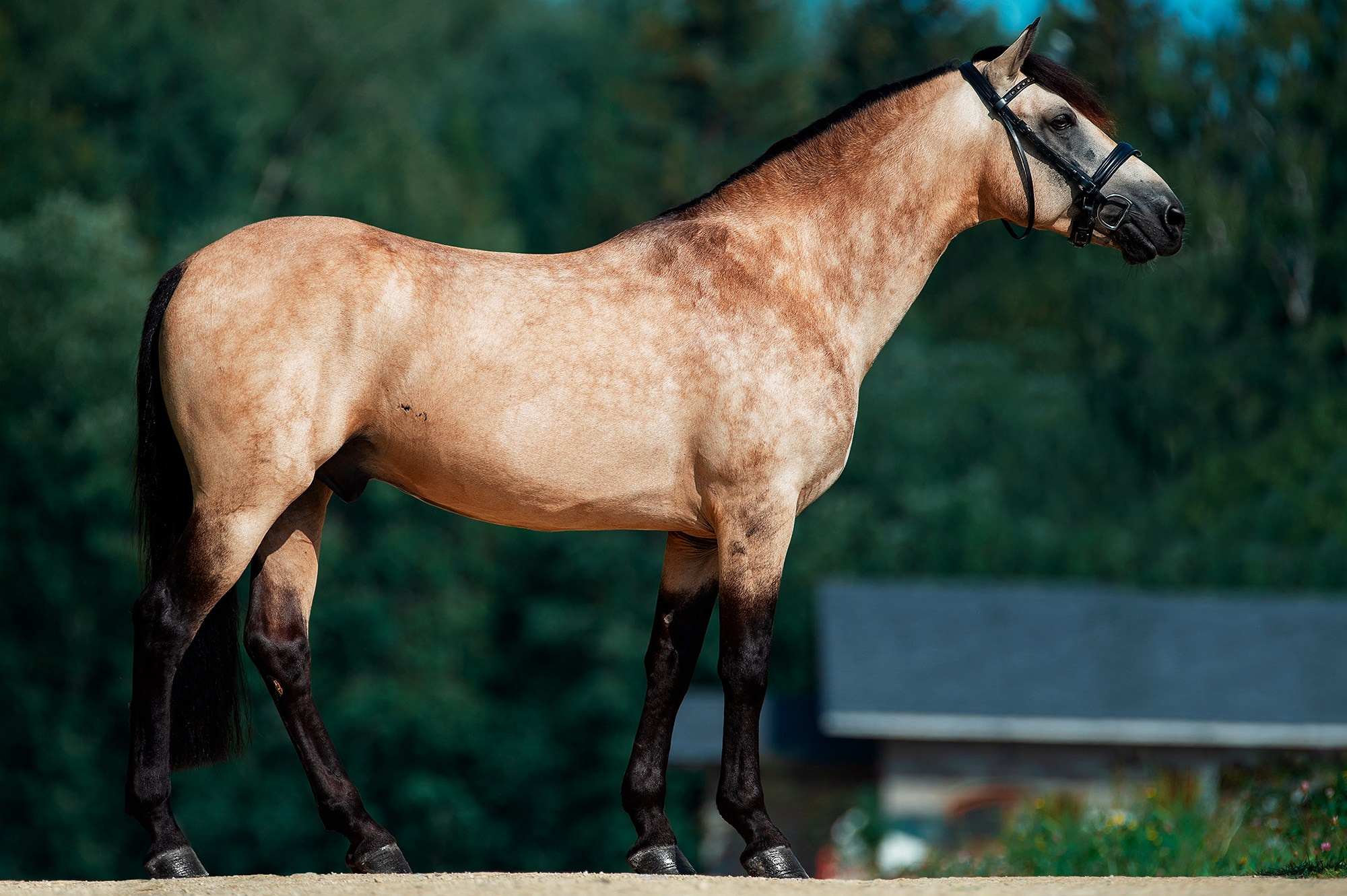 Экстерьер. Конный фотограф Alesya Safe