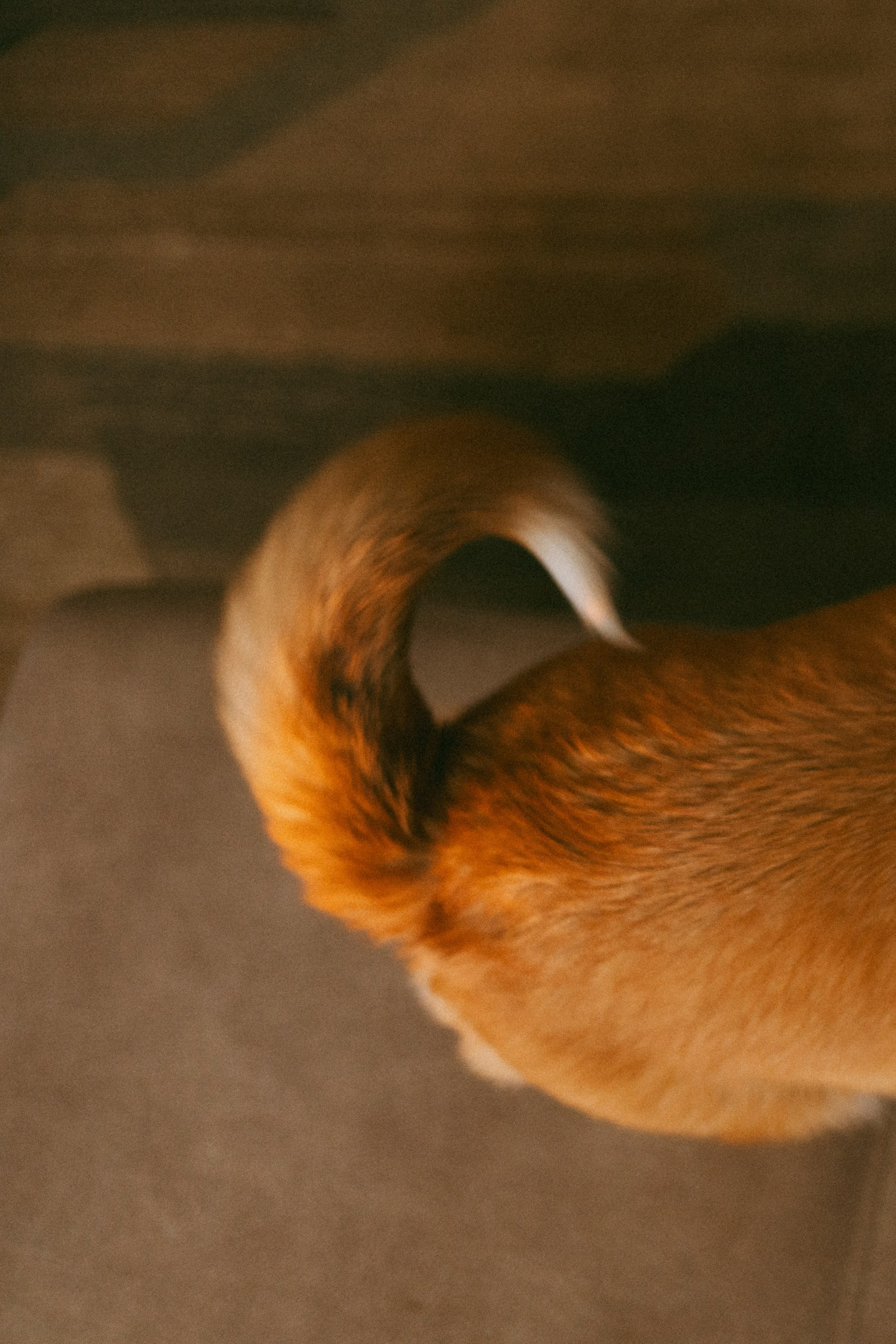 Рецепт семейного счастья). Свадебный и семейный фотограф в Йошкар-Оле, Питере и Казани Александра Богинич