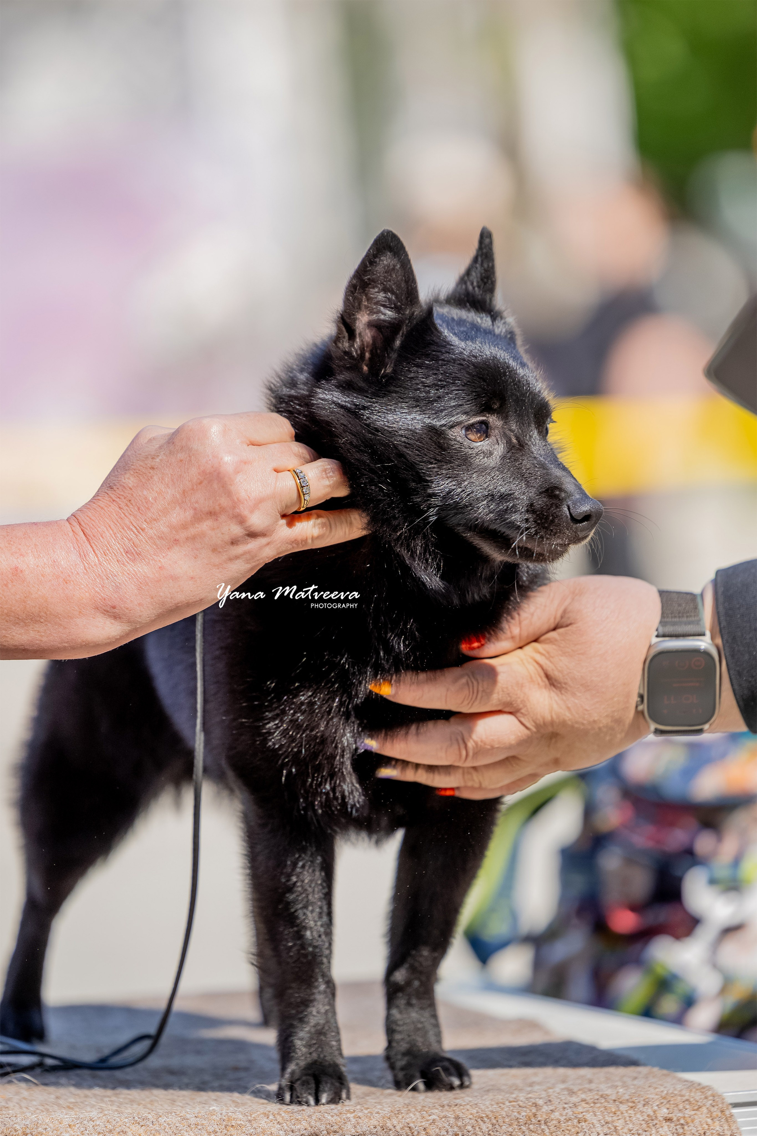 Собаки. Фотограф Яна Матвеева в Ижевске