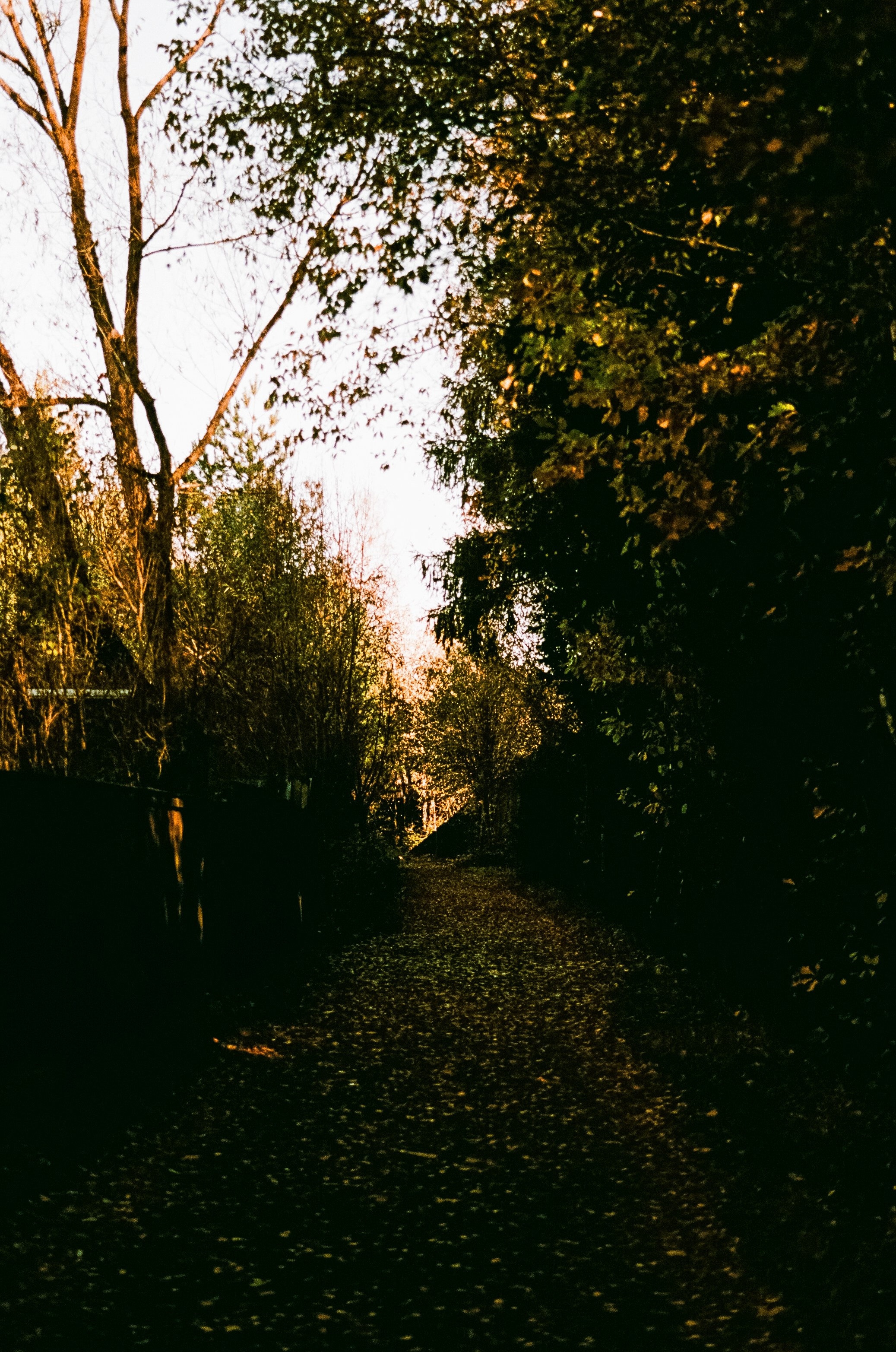 Nikon F100 — Mamiya (645) Sekor C 45 mm f2.8 и Macro 80 mm f/4