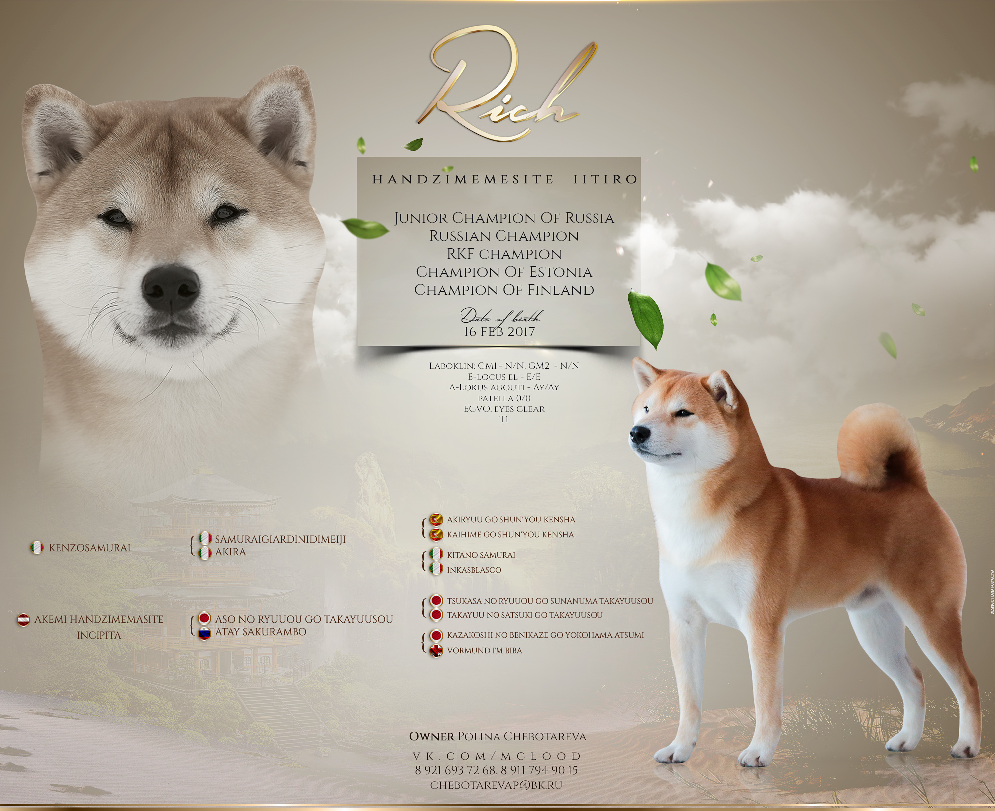 Презентация кобеля сиба