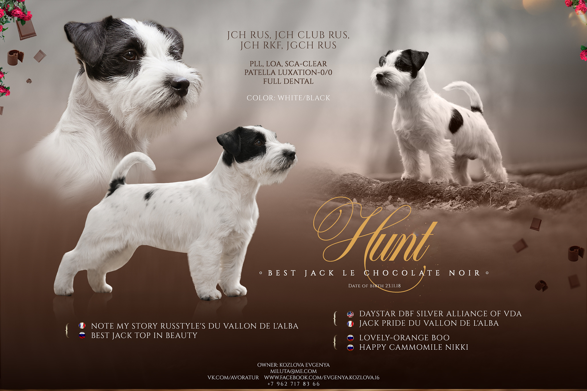 Презентация кобеля джек-рассел терьера