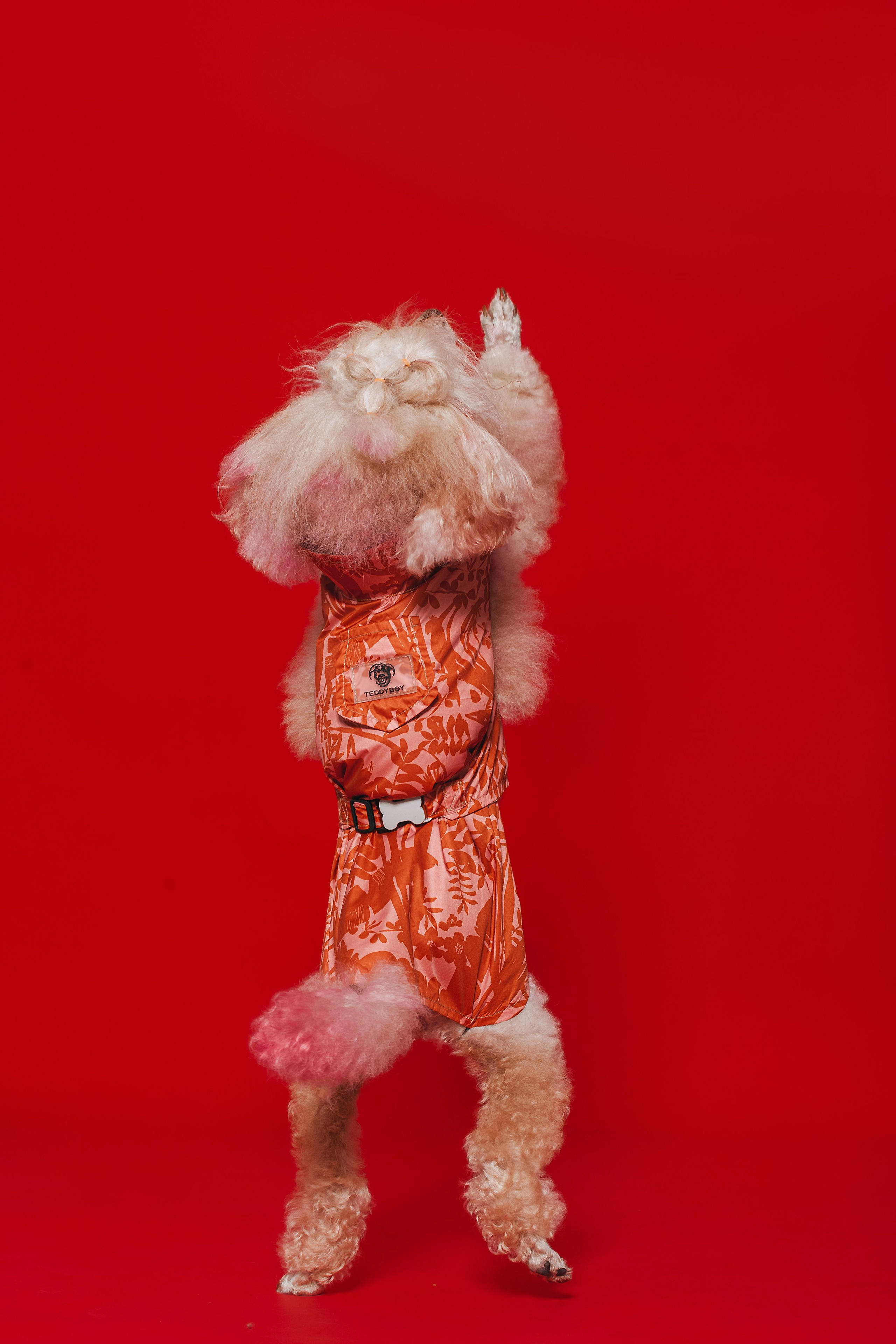 Съемка для бренда TEDDYBOY. Фотограф-анималист Татьяна Степанова