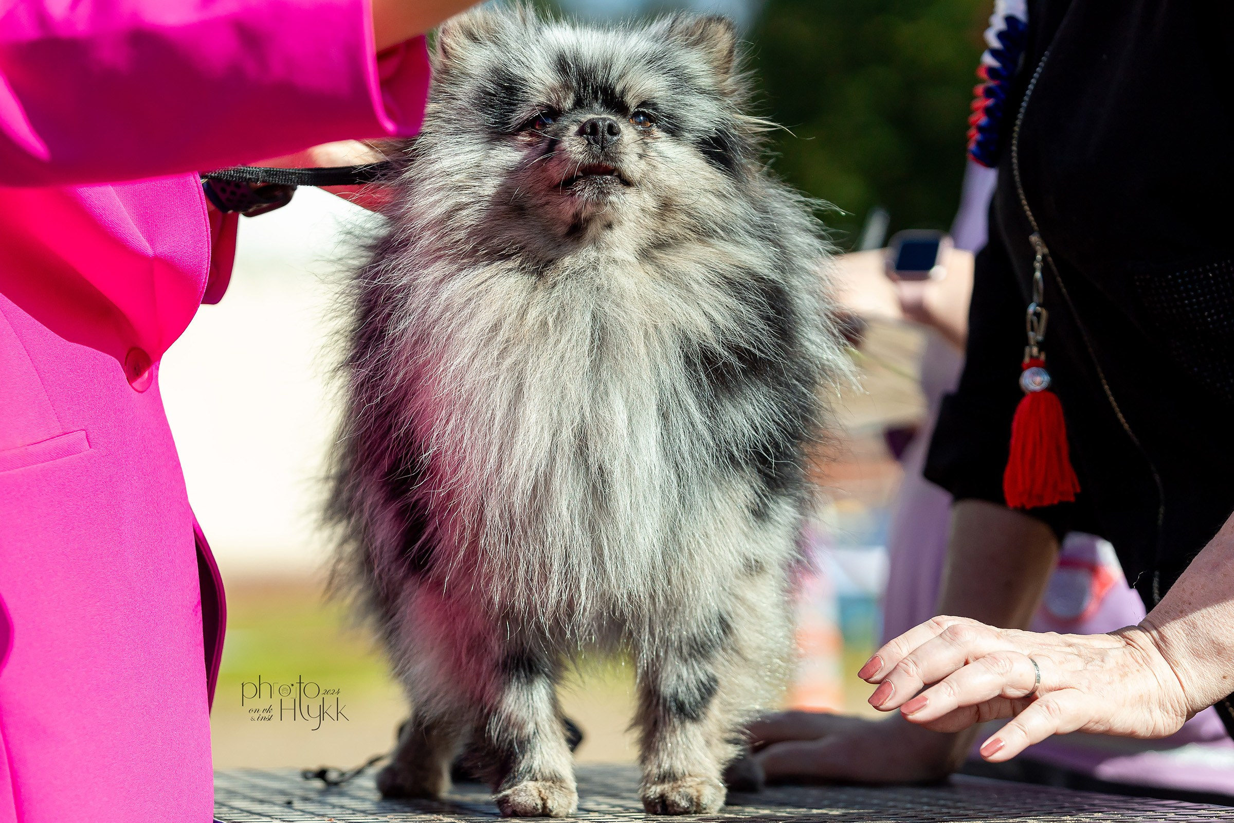 7 сентября 2024, Выставка СКОР, г. Пермь. Htykk_photo