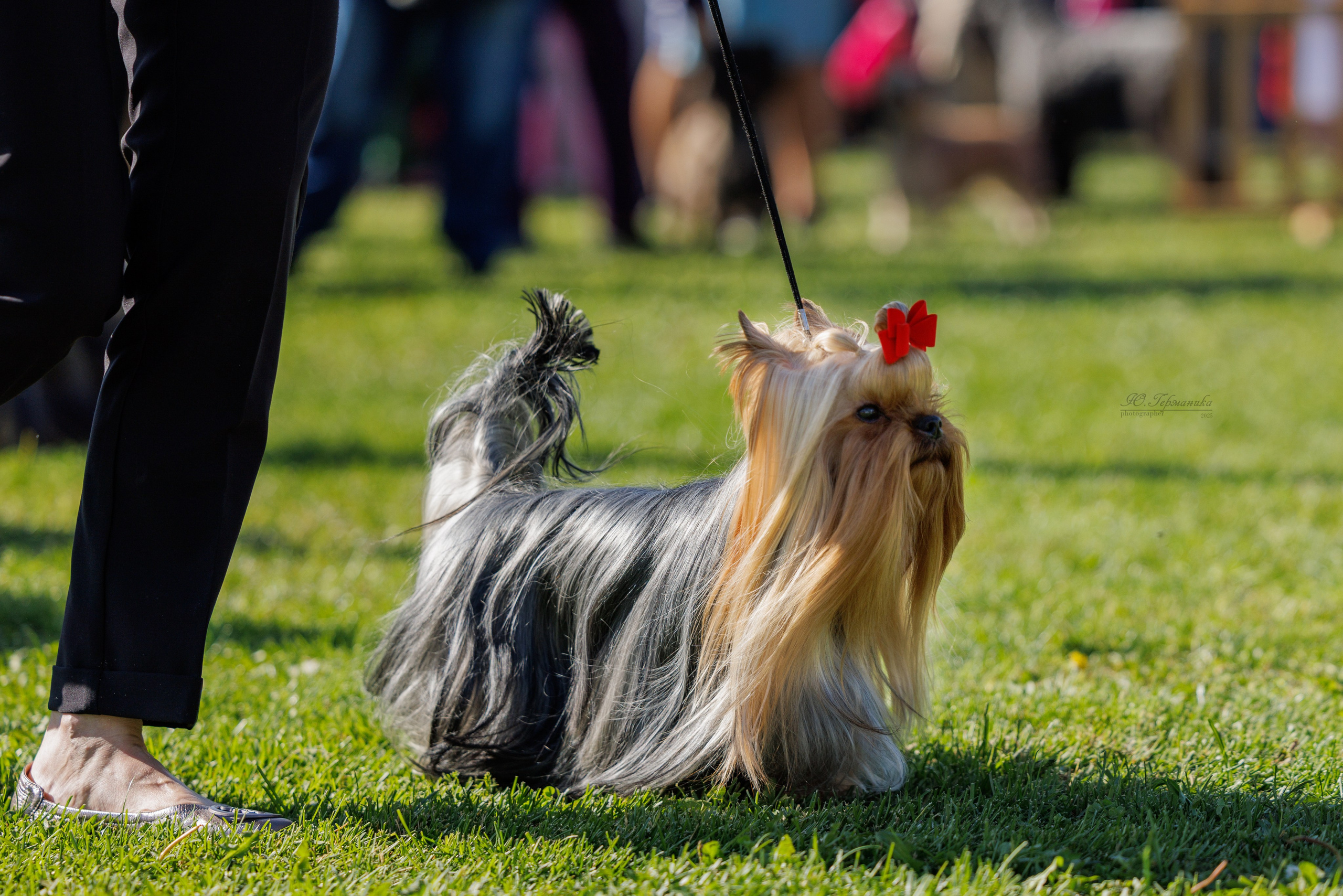 Ереван 14-16.10.2025. Фотограф-анималист Юлия Германика