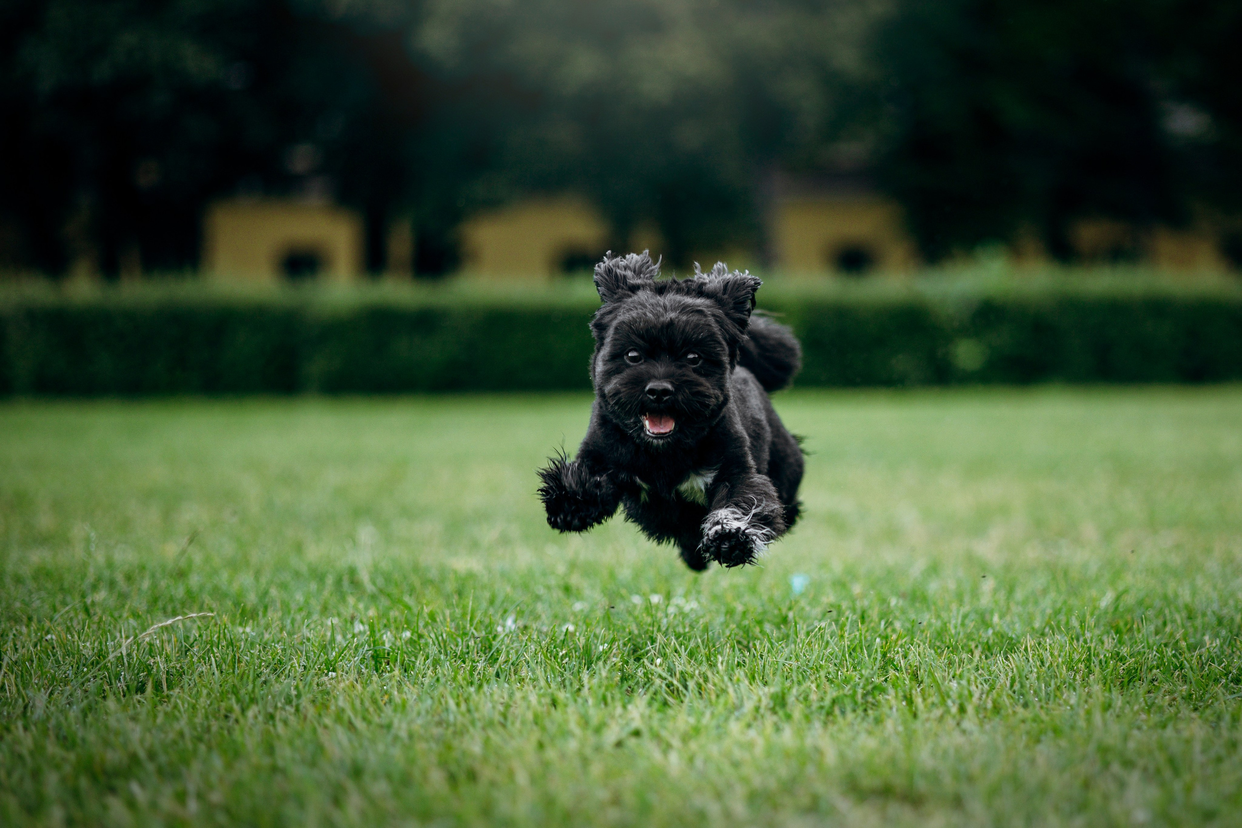 Даша и Борис. Фотограф — Анималист | Санкт-Петербург