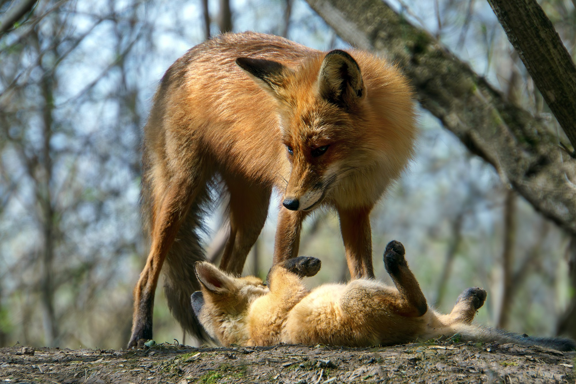 Животные. Ваш личный фотограф Марина Волкова