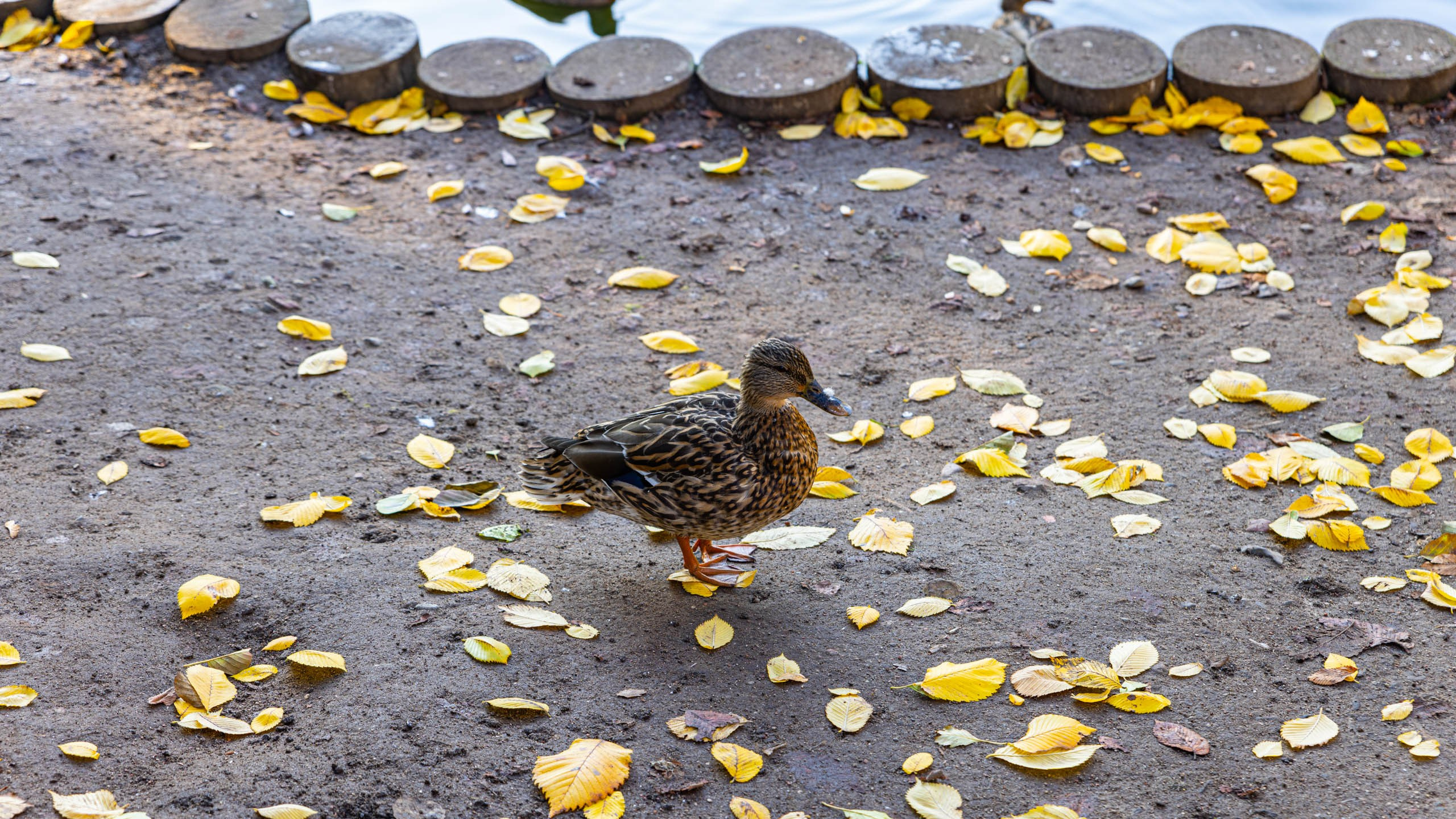 2024 10 Зеленоградск, Светлогорск, Куршская коса. Фотографии