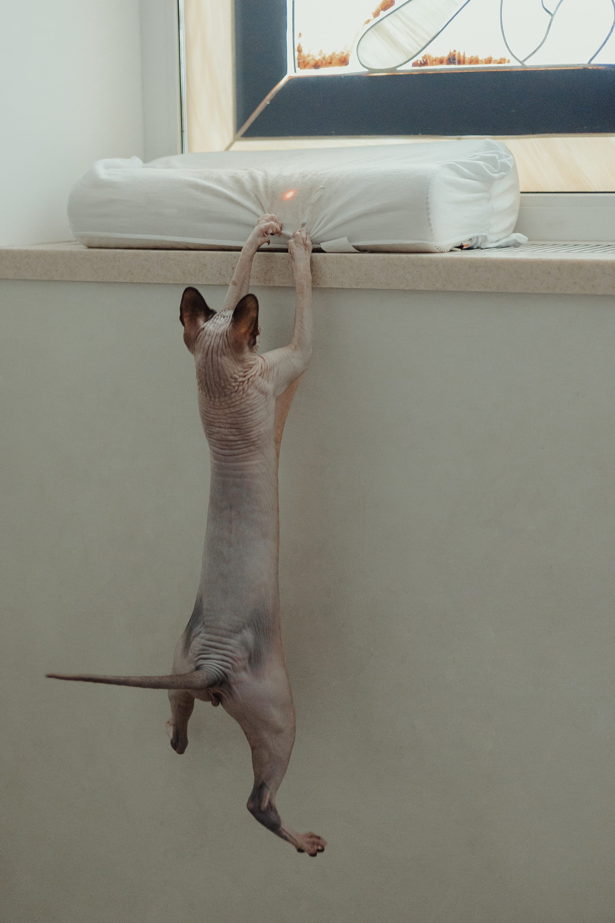 Алина, Илья и их хвосты. Фотограф Анималист Екатерина Справцева в Нижнем Новгороде