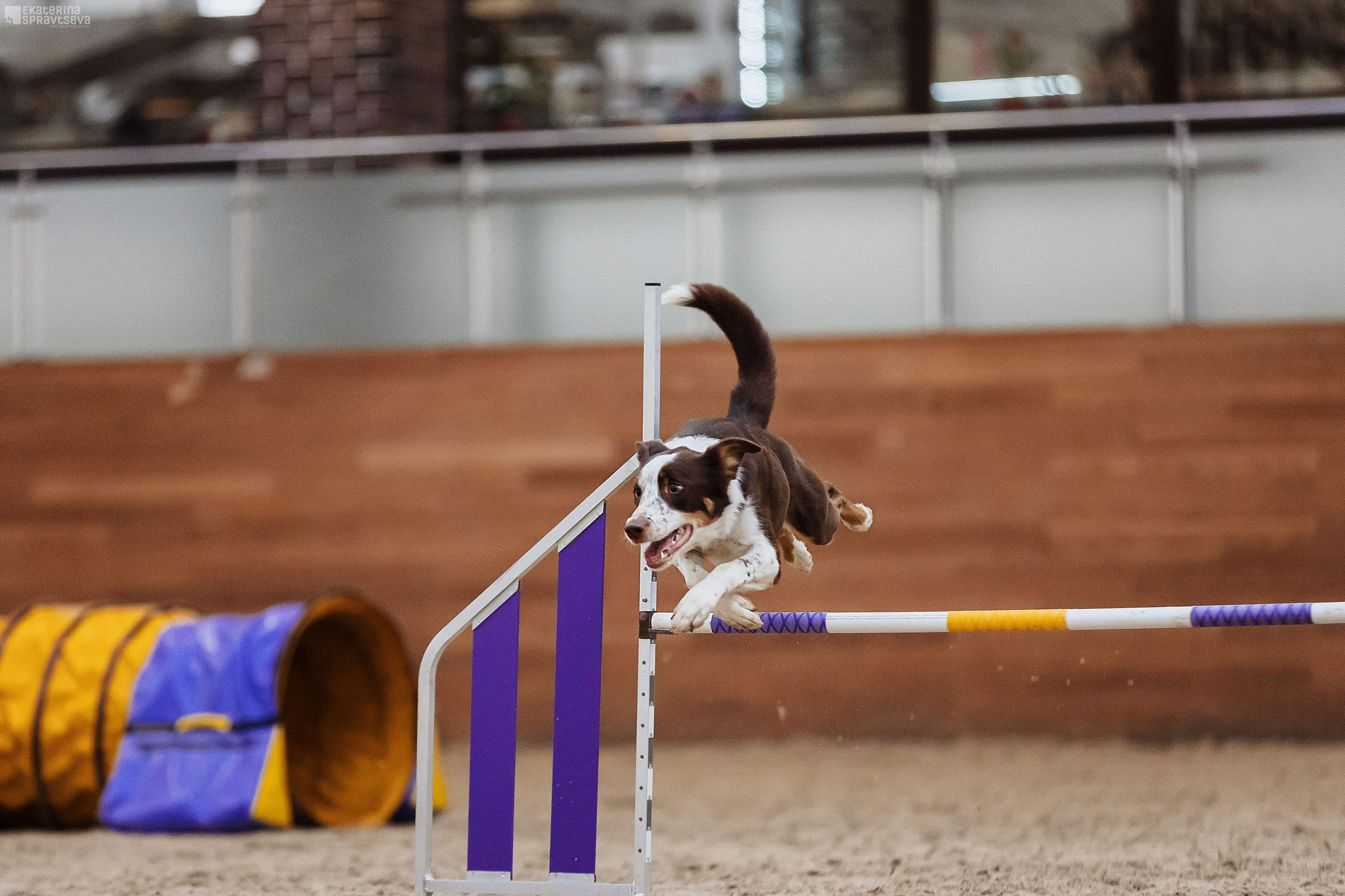 ЧРКФ Аджилити в Максима. Фотограф Анималист Екатерина Справцева в Нижнем Новгороде