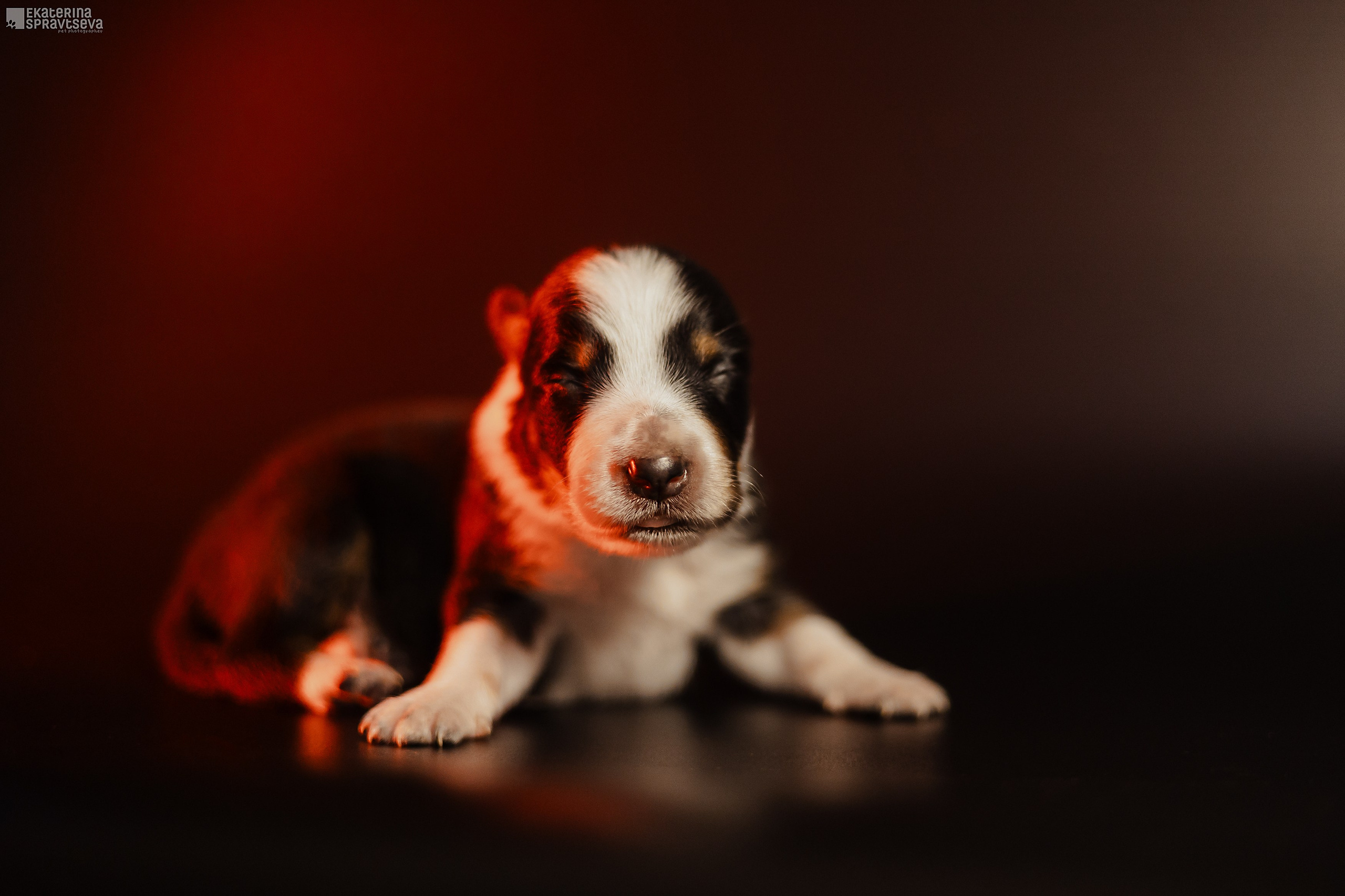 Щенки бордер колли от Ап х Ра. Фотограф Анималист Екатерина Справцева в Нижнем Новгороде