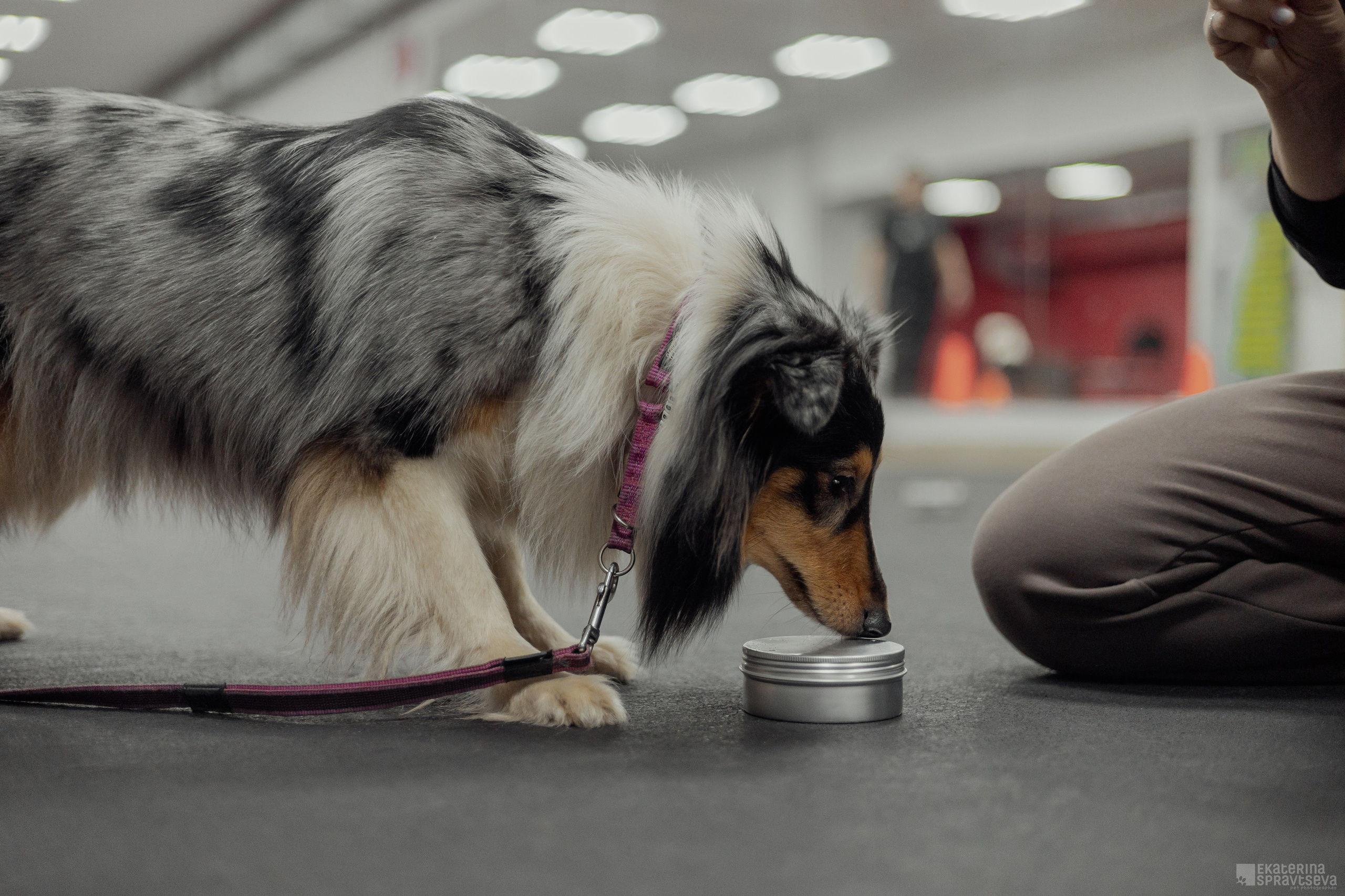 NoseWork. Фотограф Анималист Екатерина Справцева в Нижнем Новгороде