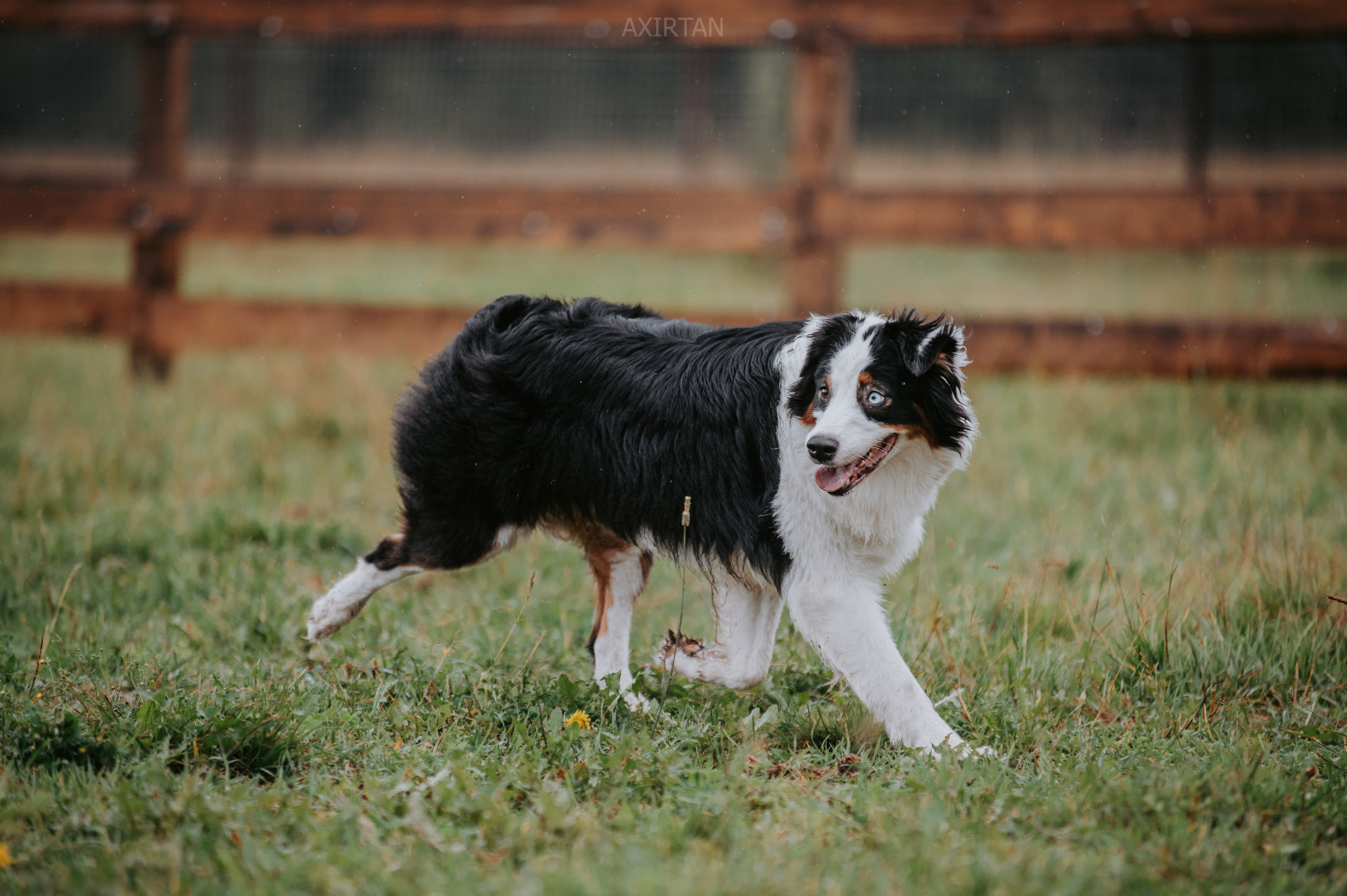 Синдра. BLGKV питомник собак