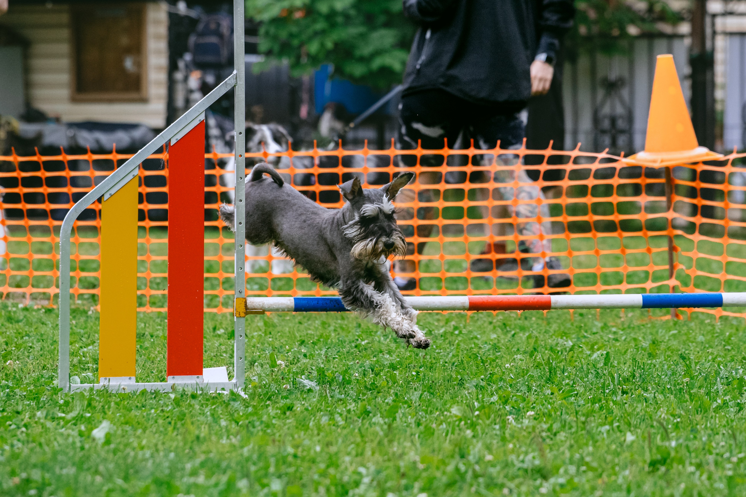 Соревнования по аджилити Долгопрудный 30.06.2025. Фотограф-анималист Татьяна Степанова