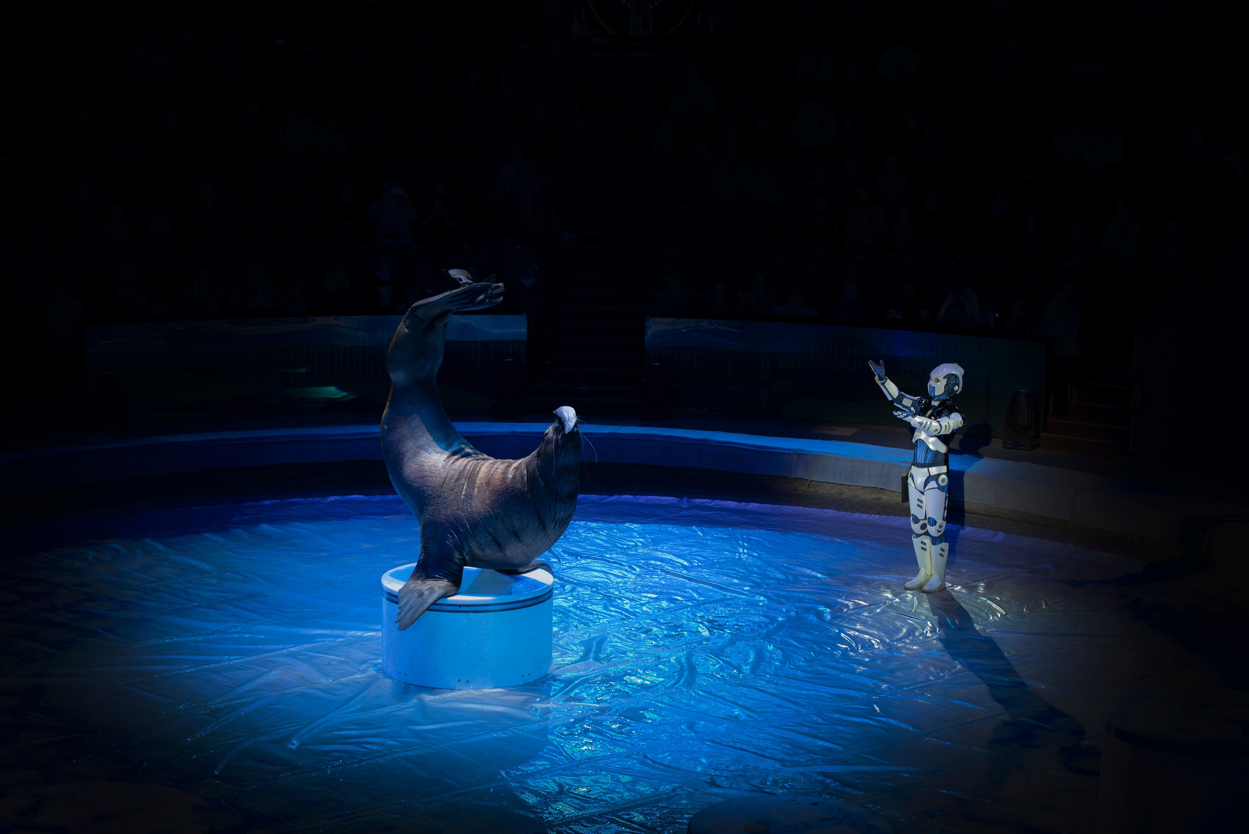 Цирк Запашных — Шоу И100рия. Женский и семейный фотограф в Москве, Железнодорожном Анастасия Кинёва