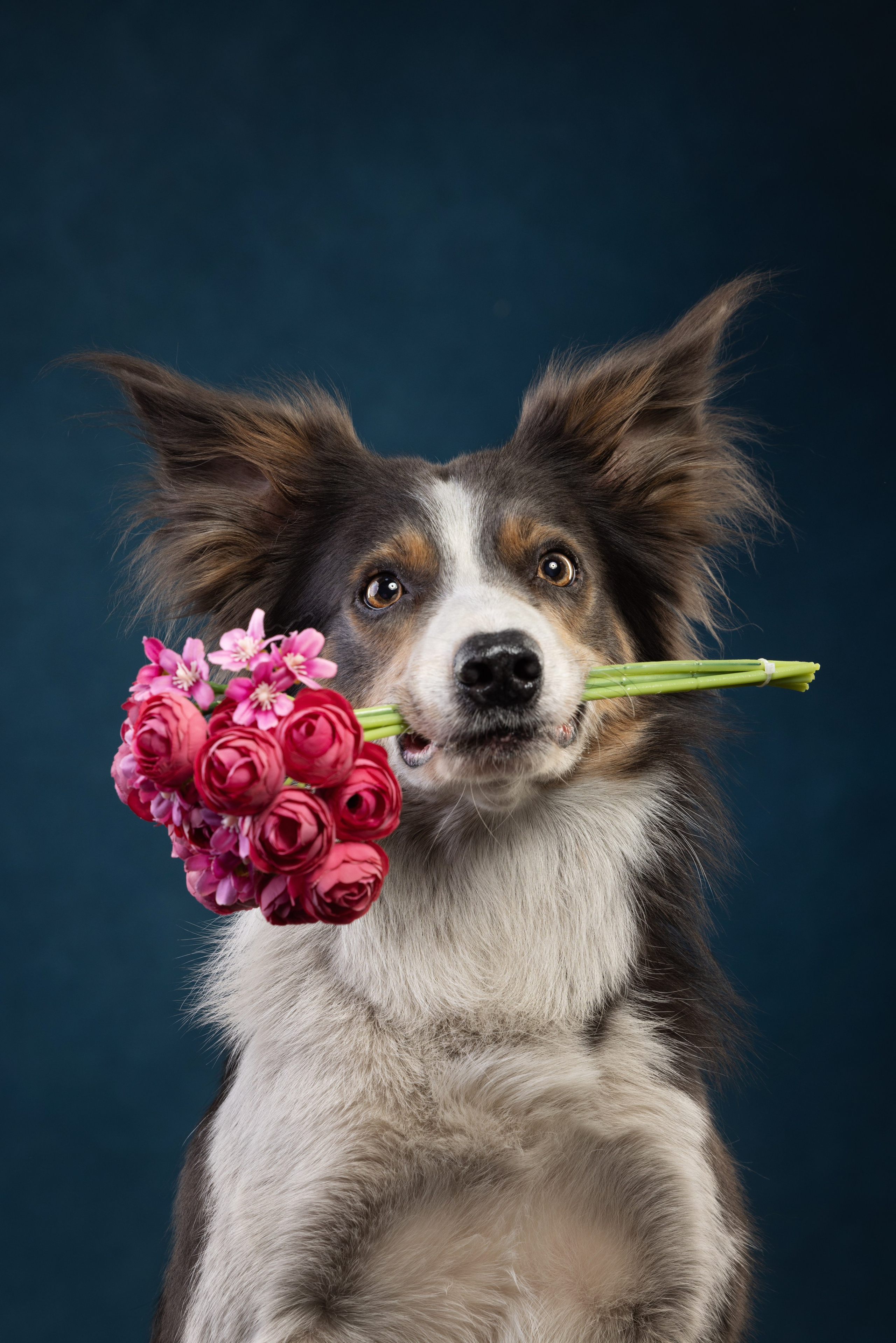 Бордер колли. Фотограф анималист Осипчикова Мария