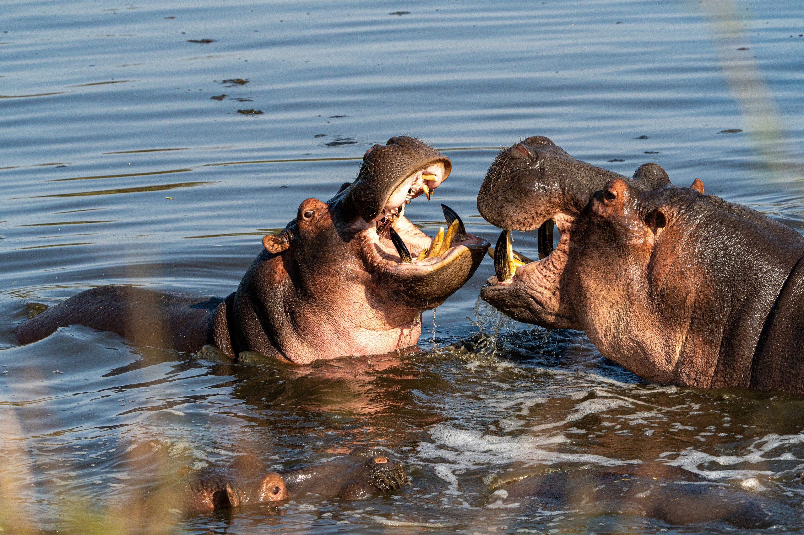 Танзания, сафари, 2025. Творческие сьемки