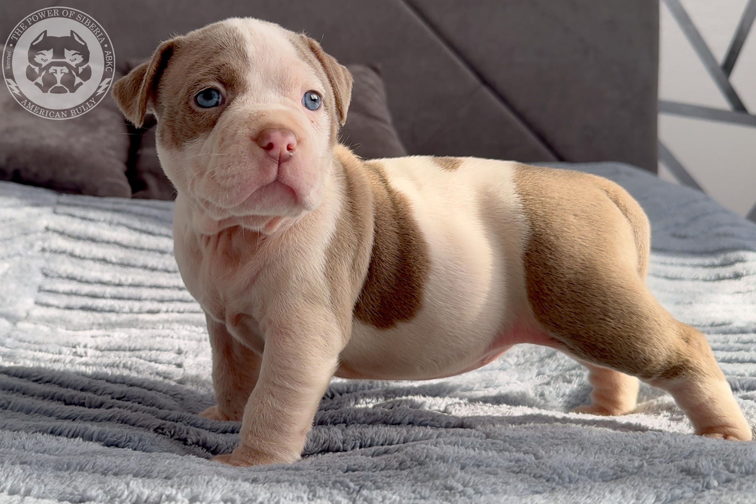 Свободные щенки Американский Булли стандарт и Свободные щенки Американский Булли классик. Американский Булли в г. Ростов-на-Дону. Питомник THE POWER OF SIBERIA